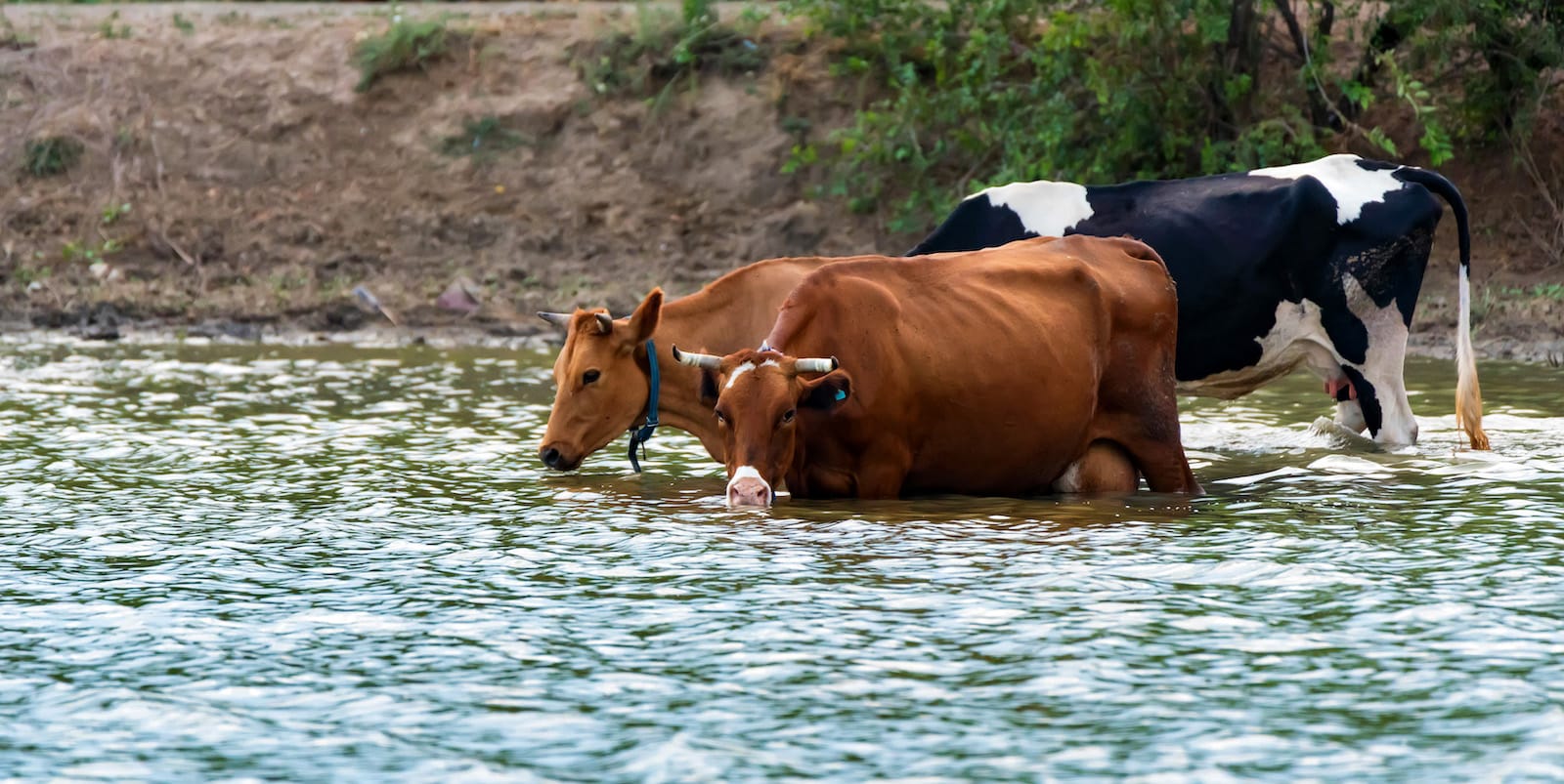 How to get your cows to cool down when the heat is up!