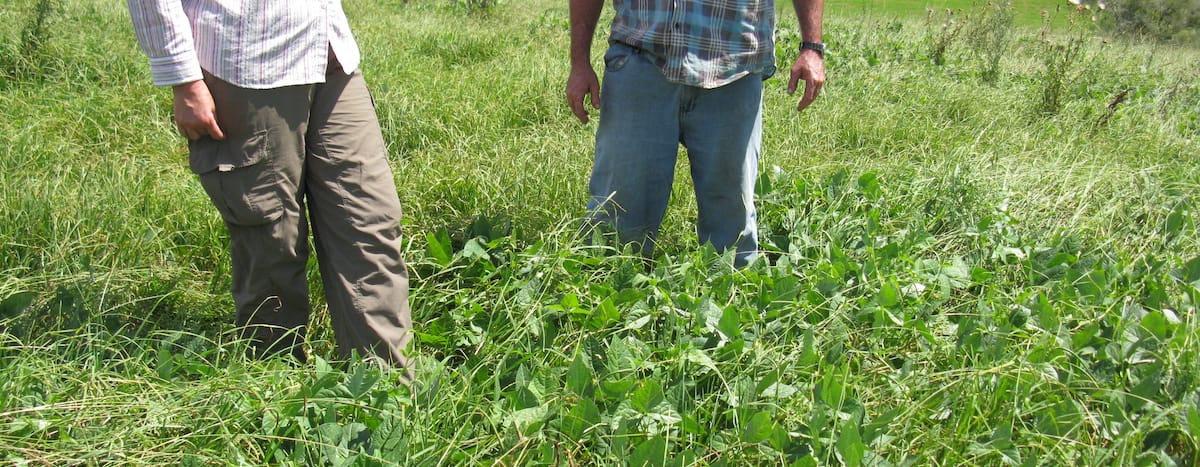 A guide to identifying and managing pests in your pasture