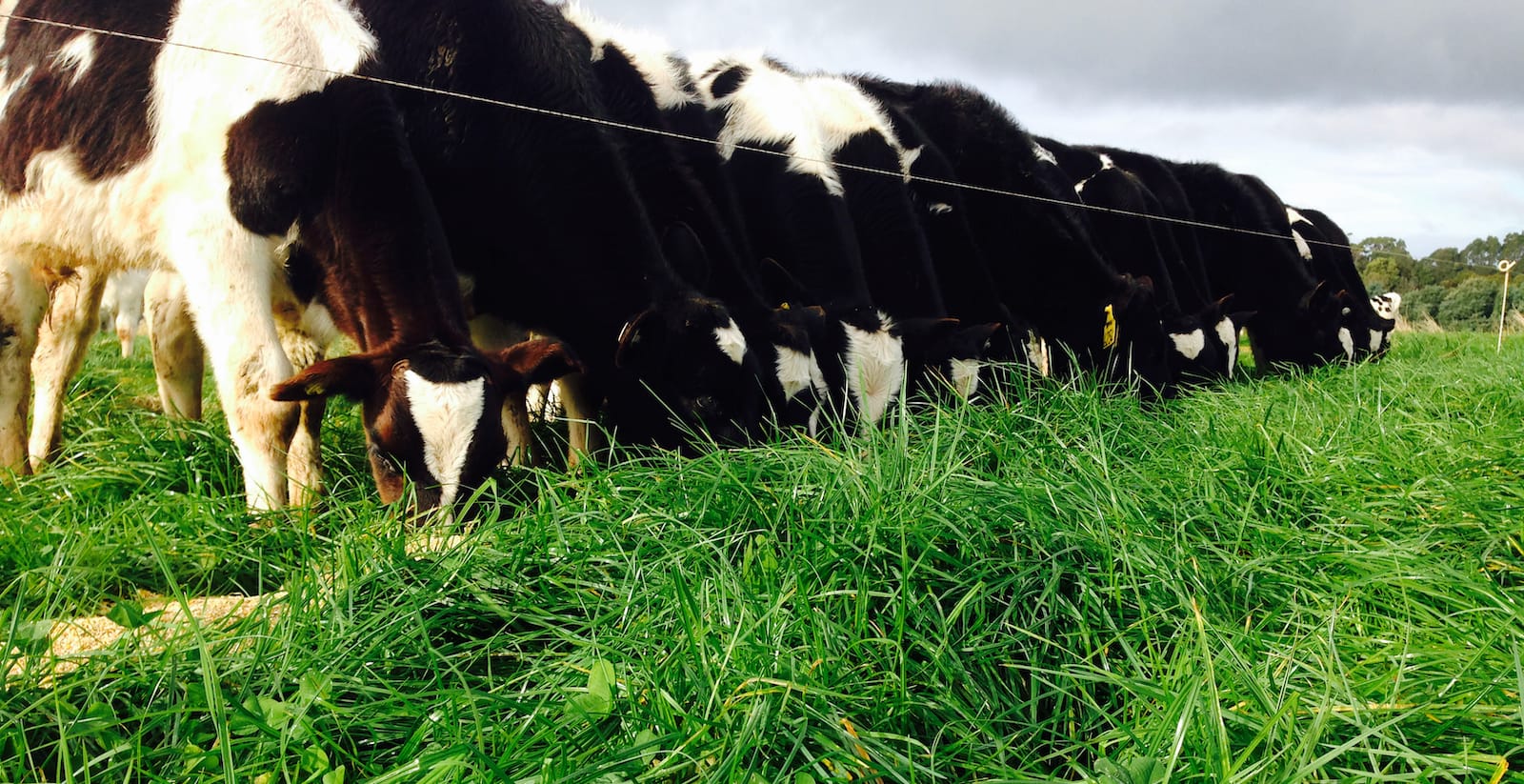 Rearing Healthy Calves