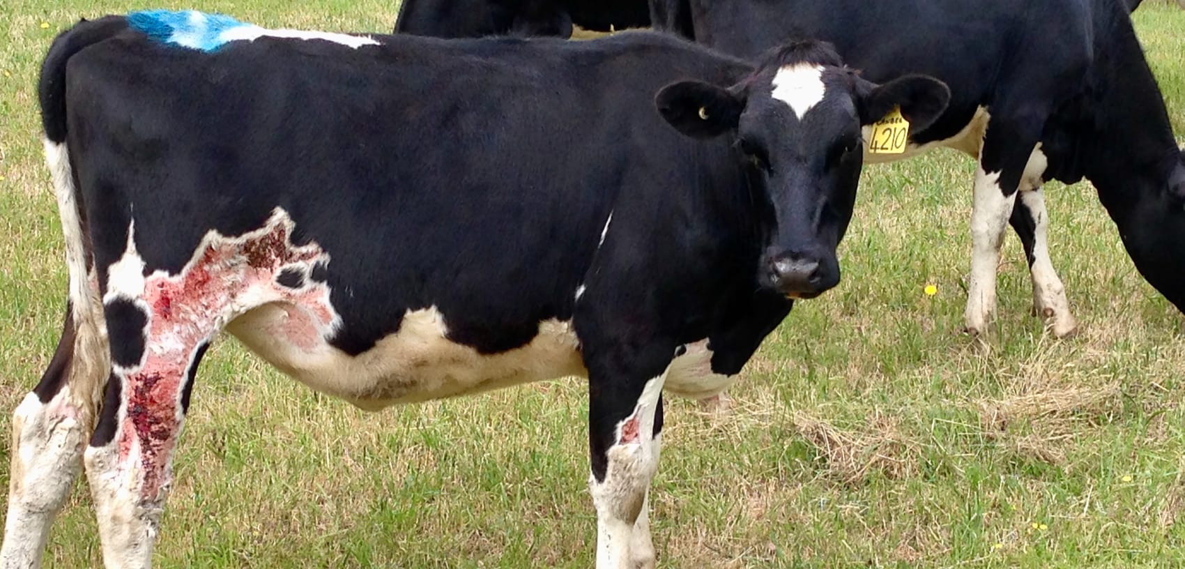 How to fertilise your pasture the right way (Part 3)