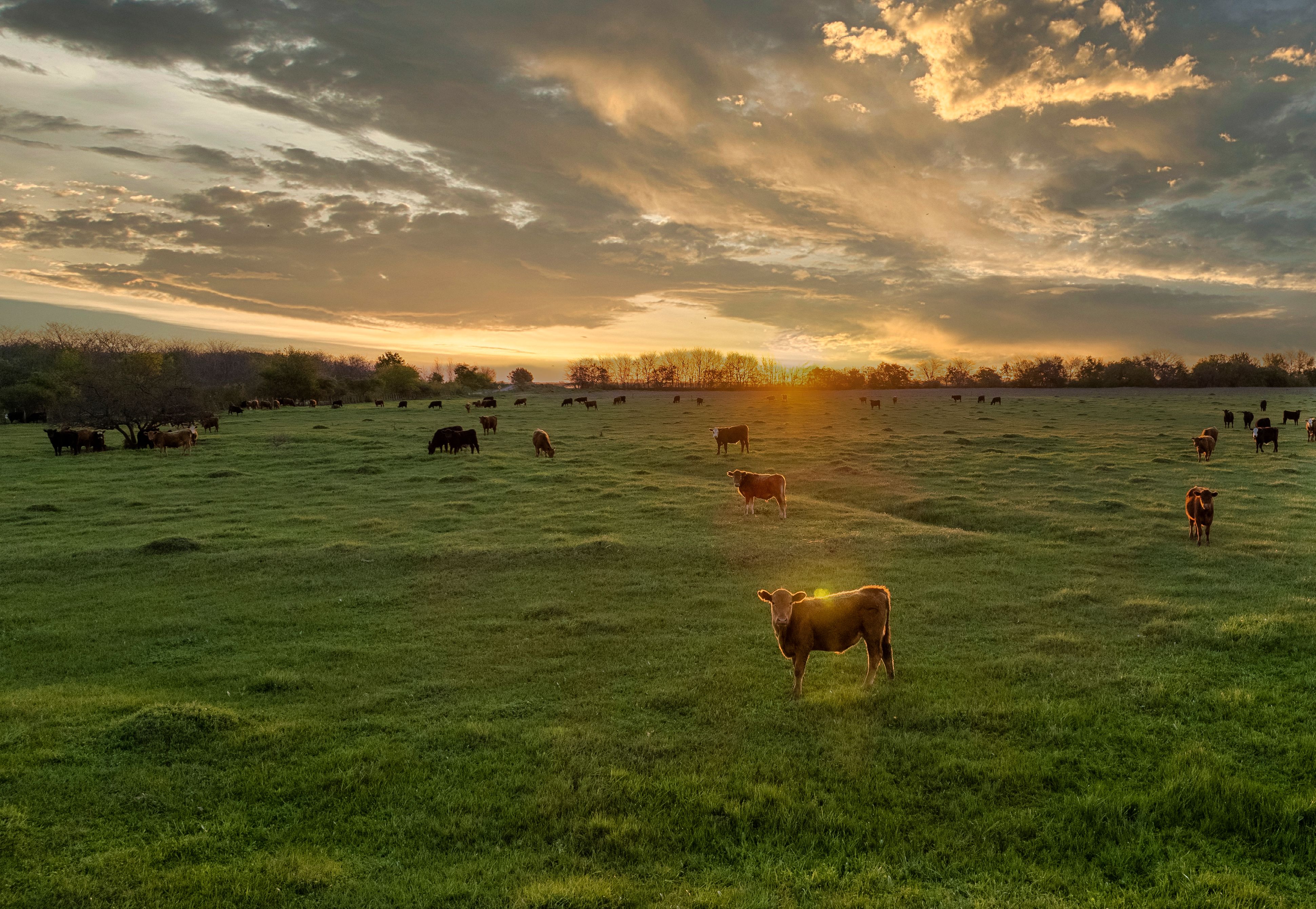 From Data to Decisions: Enhancing Farm Efficiency with Pasture.io