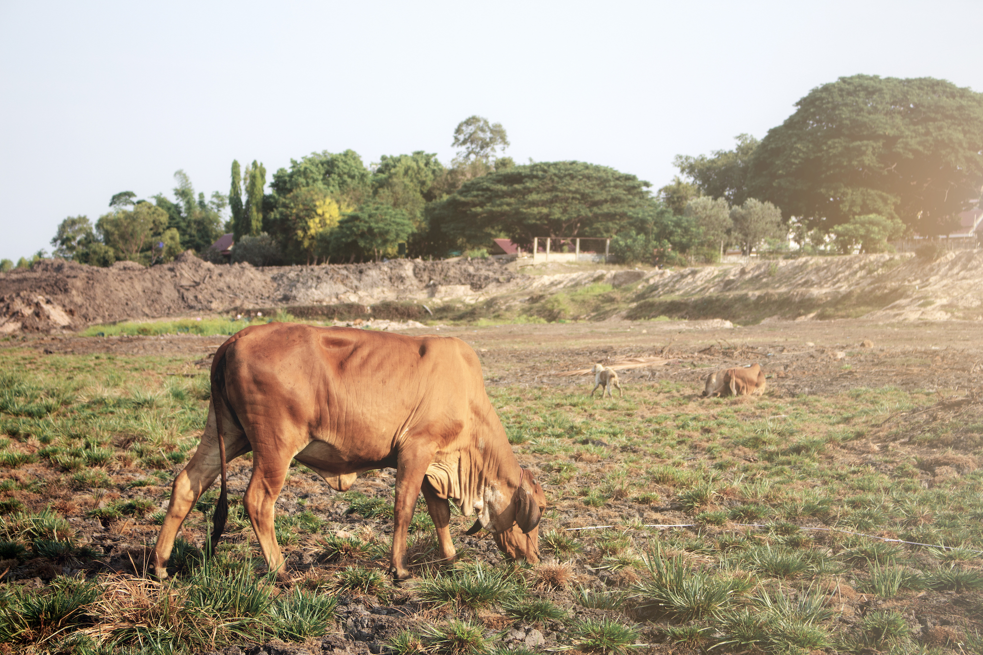 Managing your beef, cattle, dairy or sheep farm during a drought