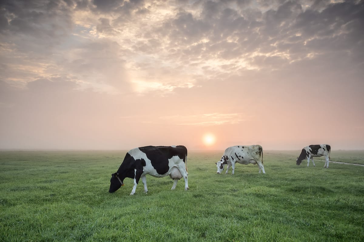 Tactical Grazing Management: Meet Your Growth Targets