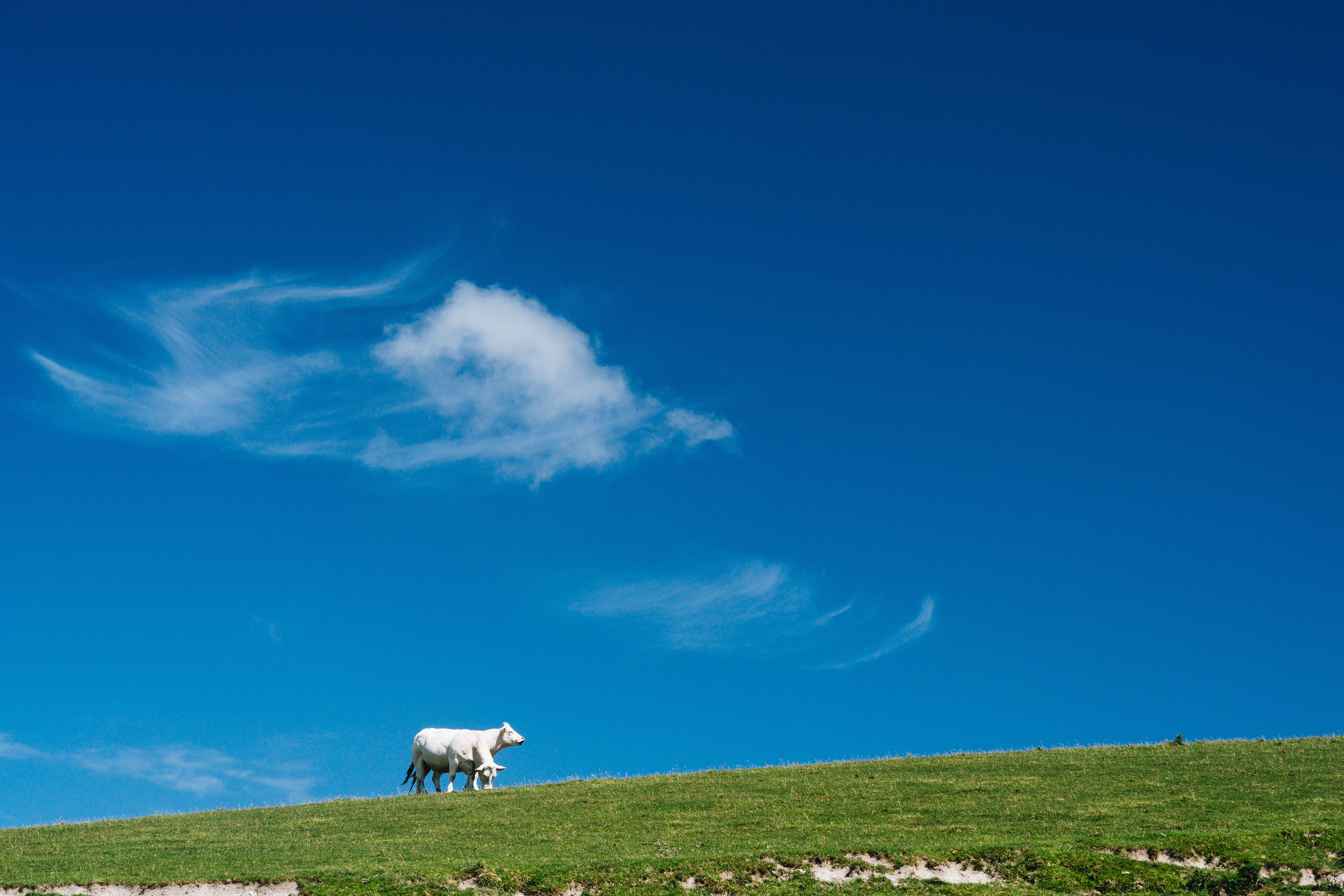 How to Keep Heifers Healthy In Calving & Post-Calving Stage