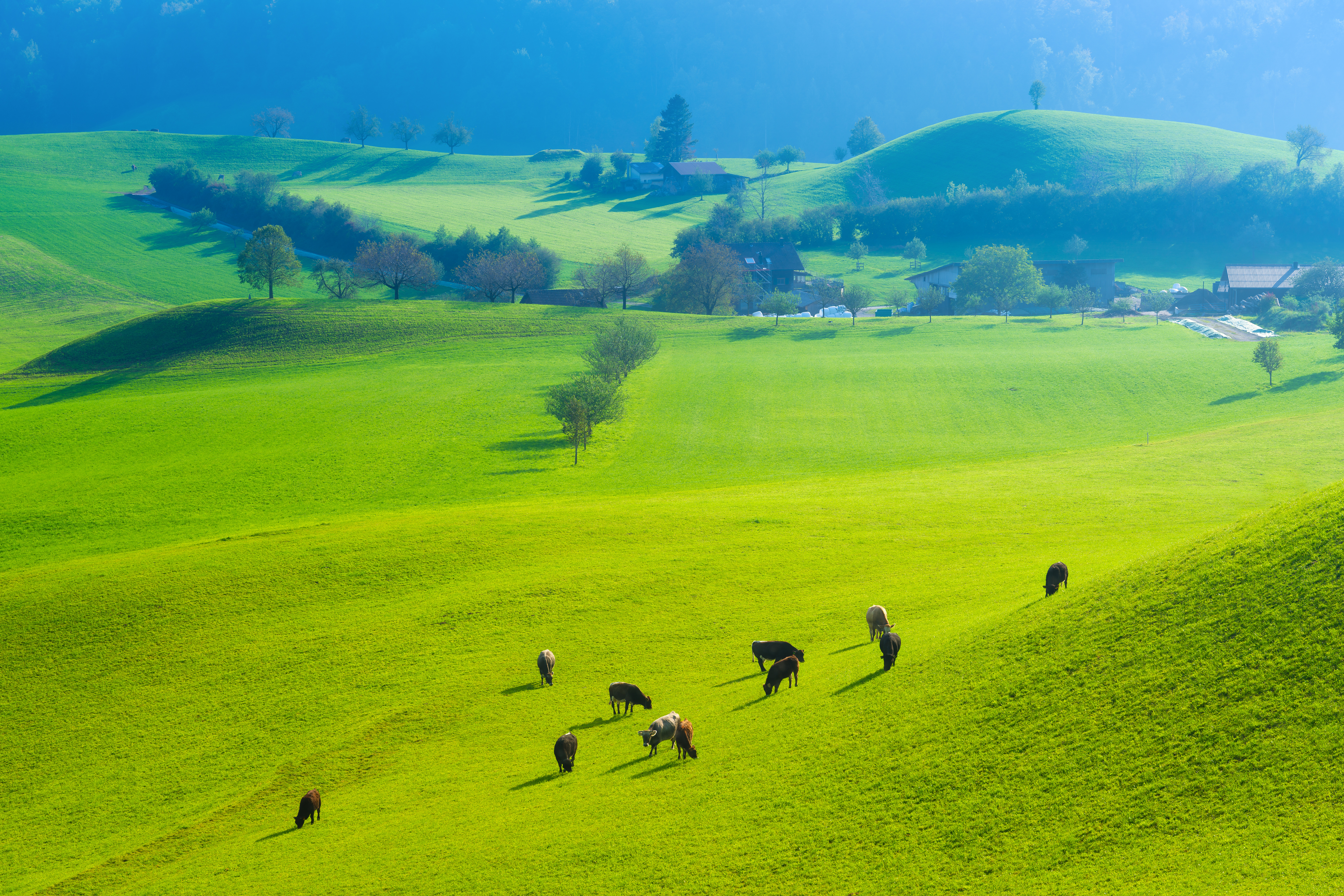 Growing More Grass: Grazing Strategies for Pasture Growth and Sustainability