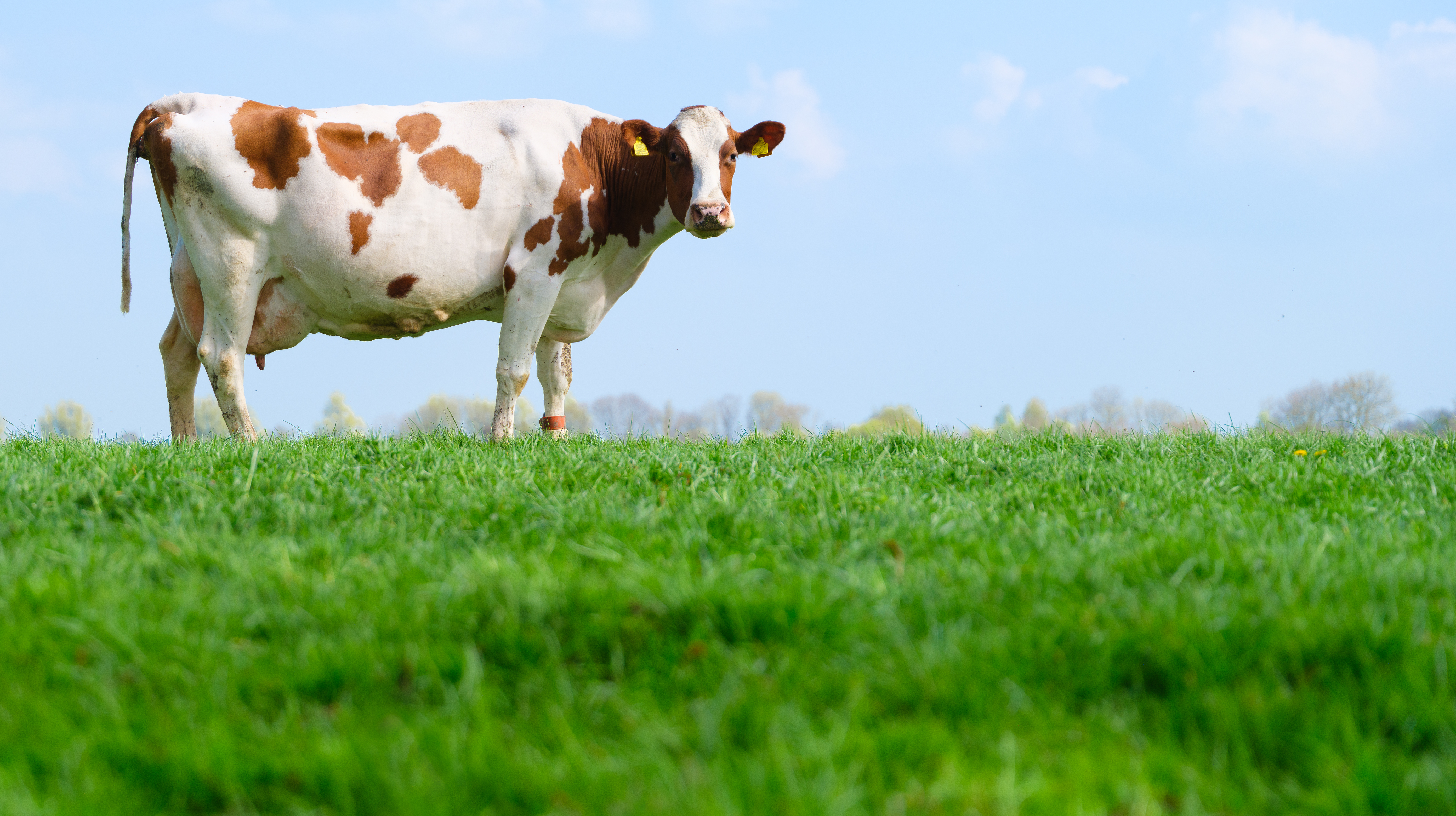 Wet soils and pugging: the hidden cost to pasture persistence and regrowth (and what to do about it)