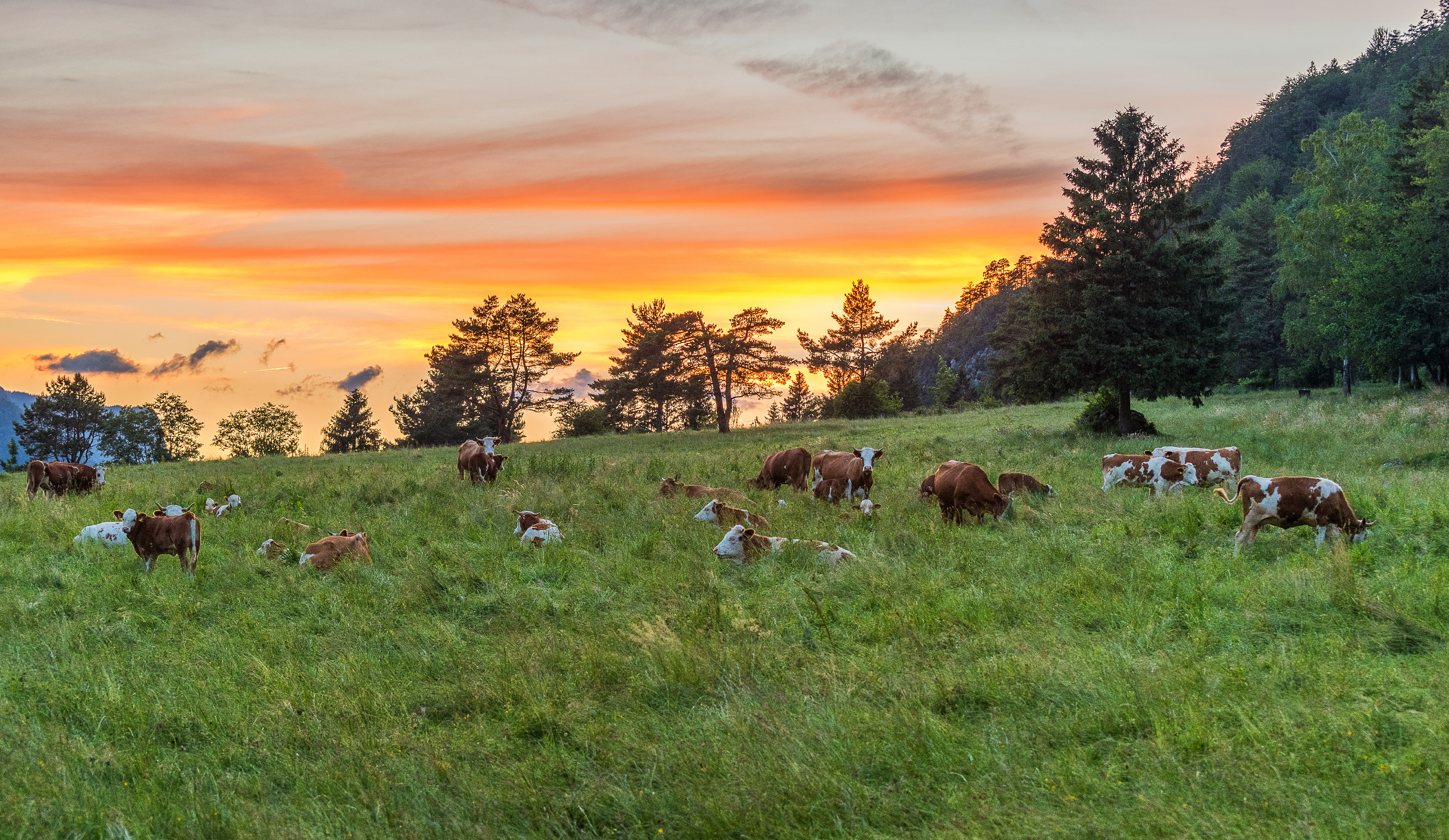Grazing Troubles Solved: How to Tackle Common Pasture Challenges with Smart Strategies