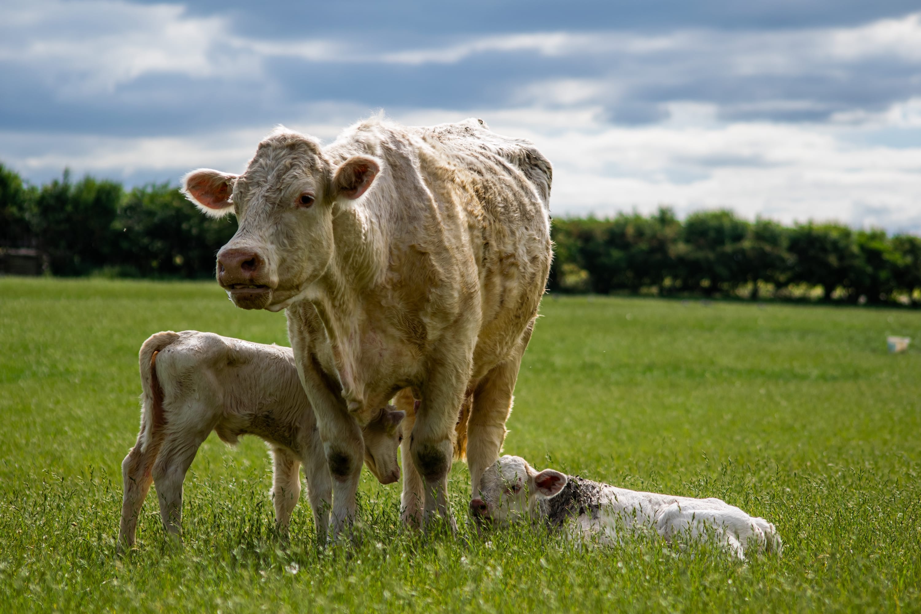 Practical Tips for Early Weaning of Beef Calves: A Guide