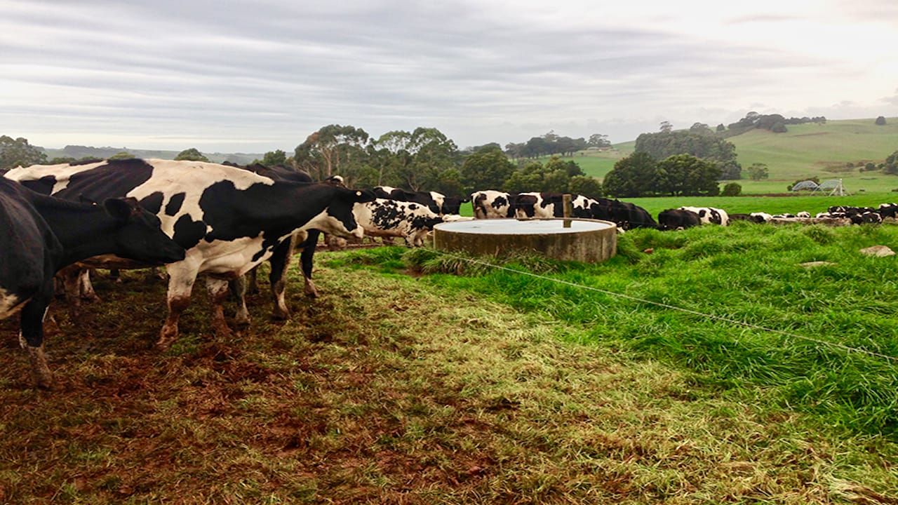 Grazing tips for winter conditions: "who left that gate open?