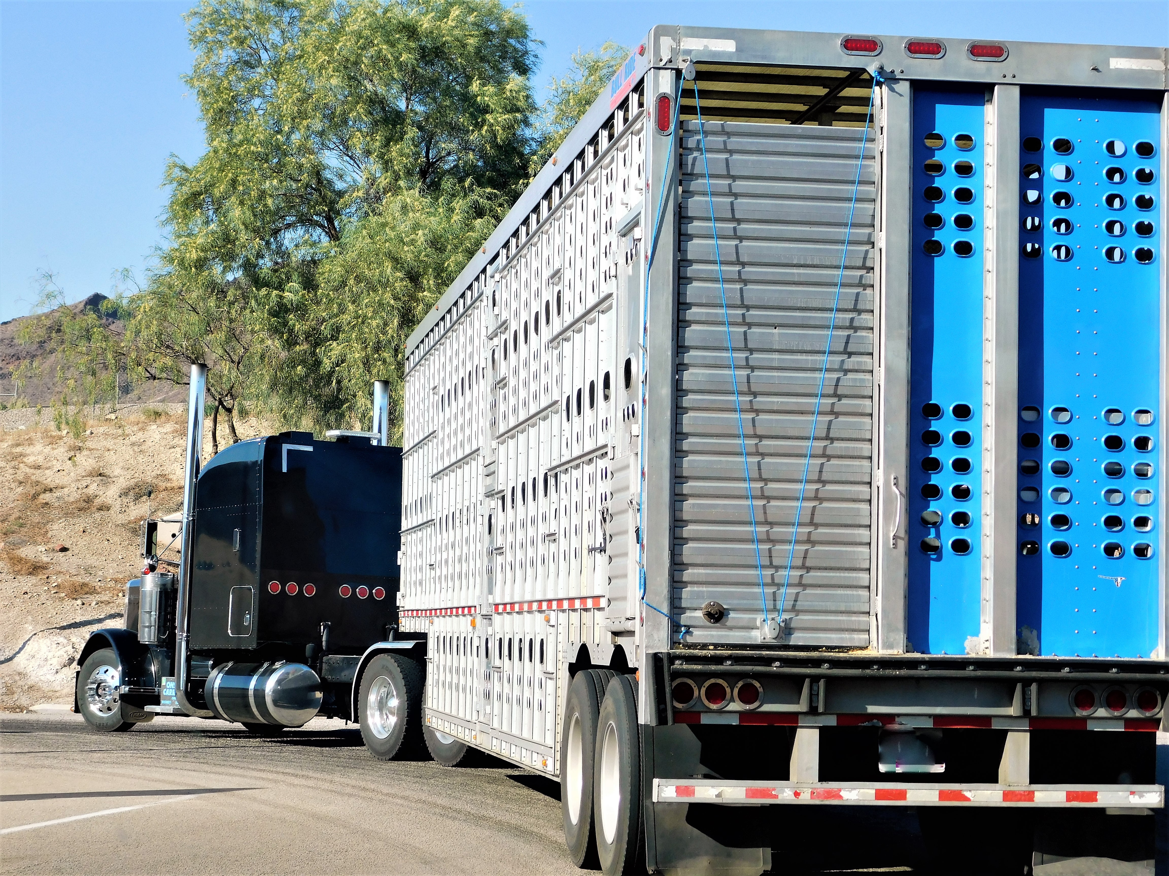 Why Livestock Theft Happens and How Smart Farms Fight Back With Agtech Solutions