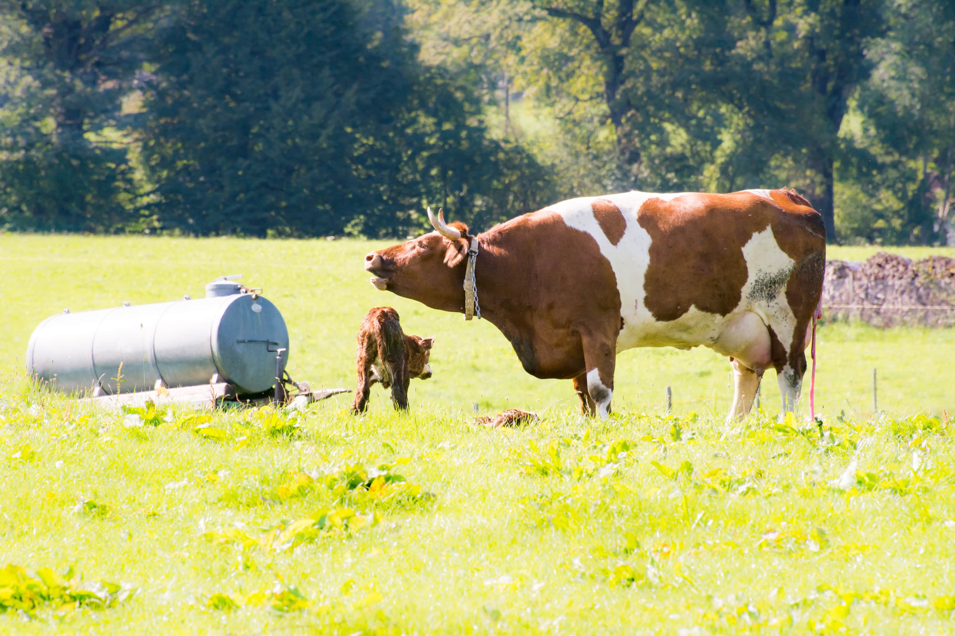 Using Body Fat to Improve Reproductive Health of Cows