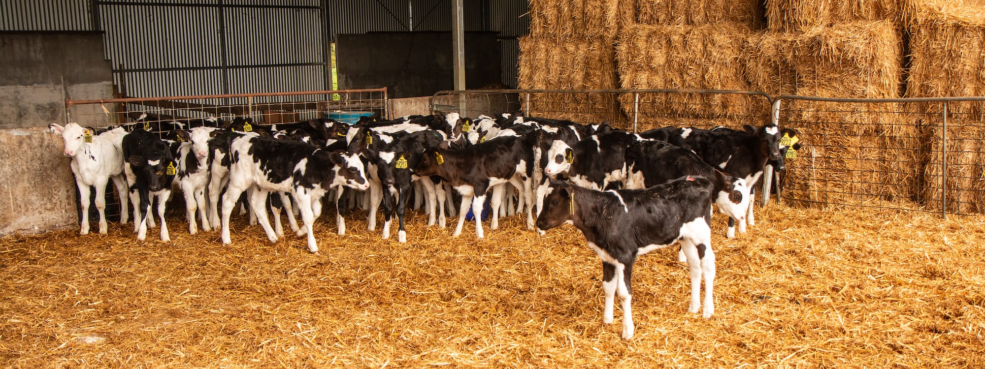 Important pre-calving care tips for your dairy farm (Part 1)