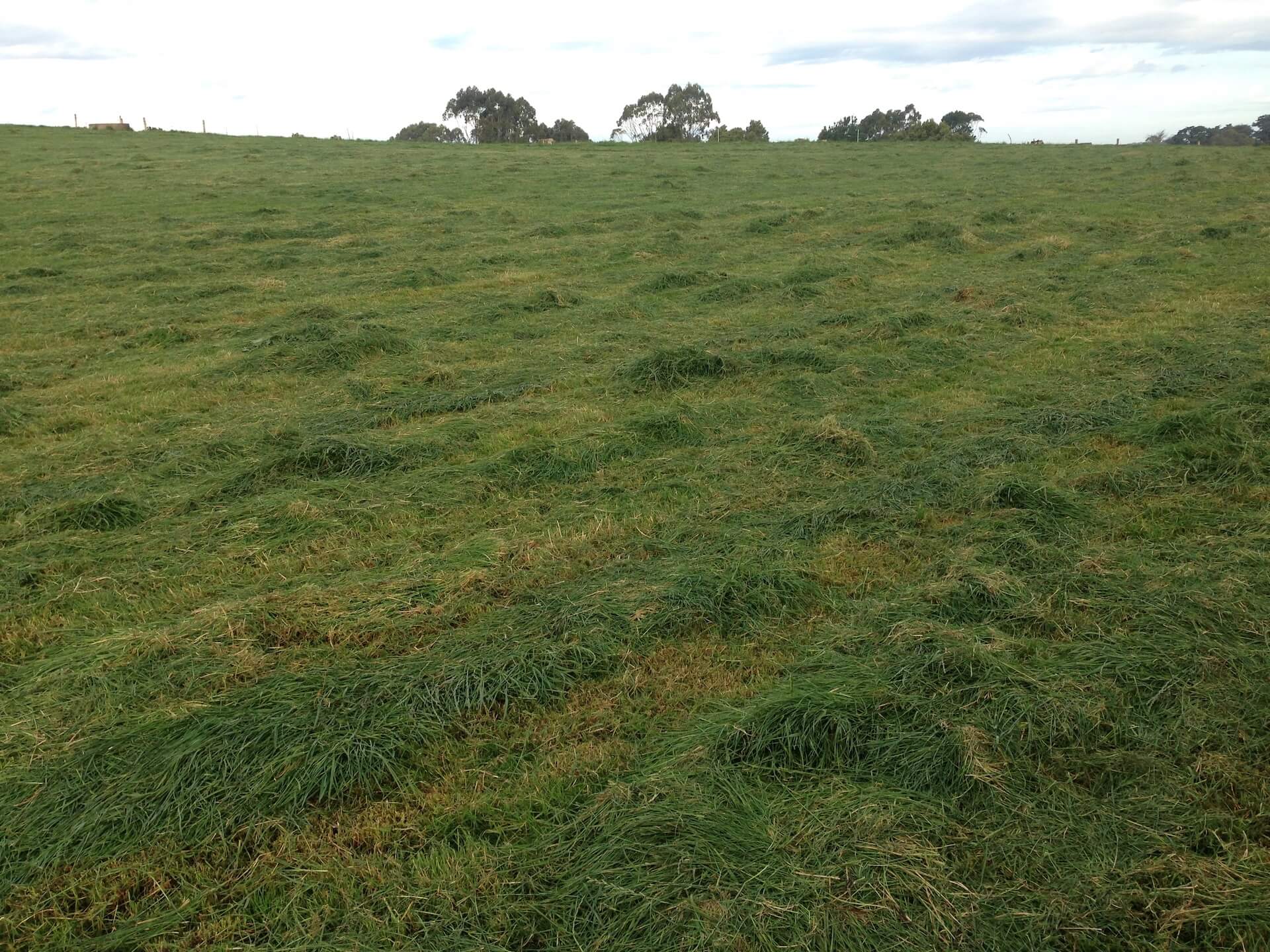 Topping Pasture: When Is It Worth It?