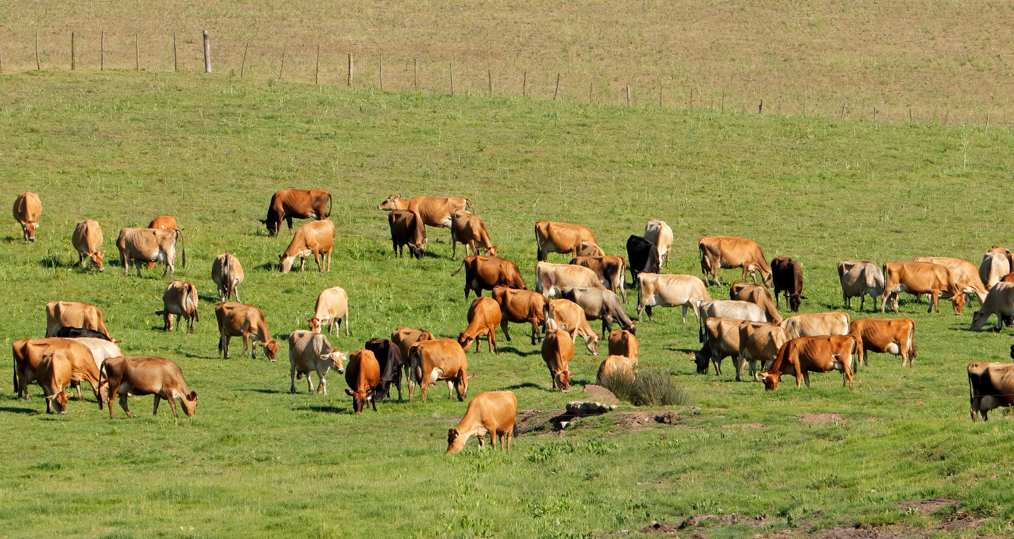 Managed grazing and soil carbon: what a long-term Aussie trial suggests (and where the traps are)