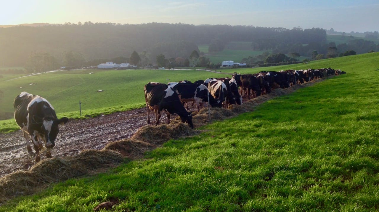 Manage Your Pastures with Precision to Improve Animal Nutrition