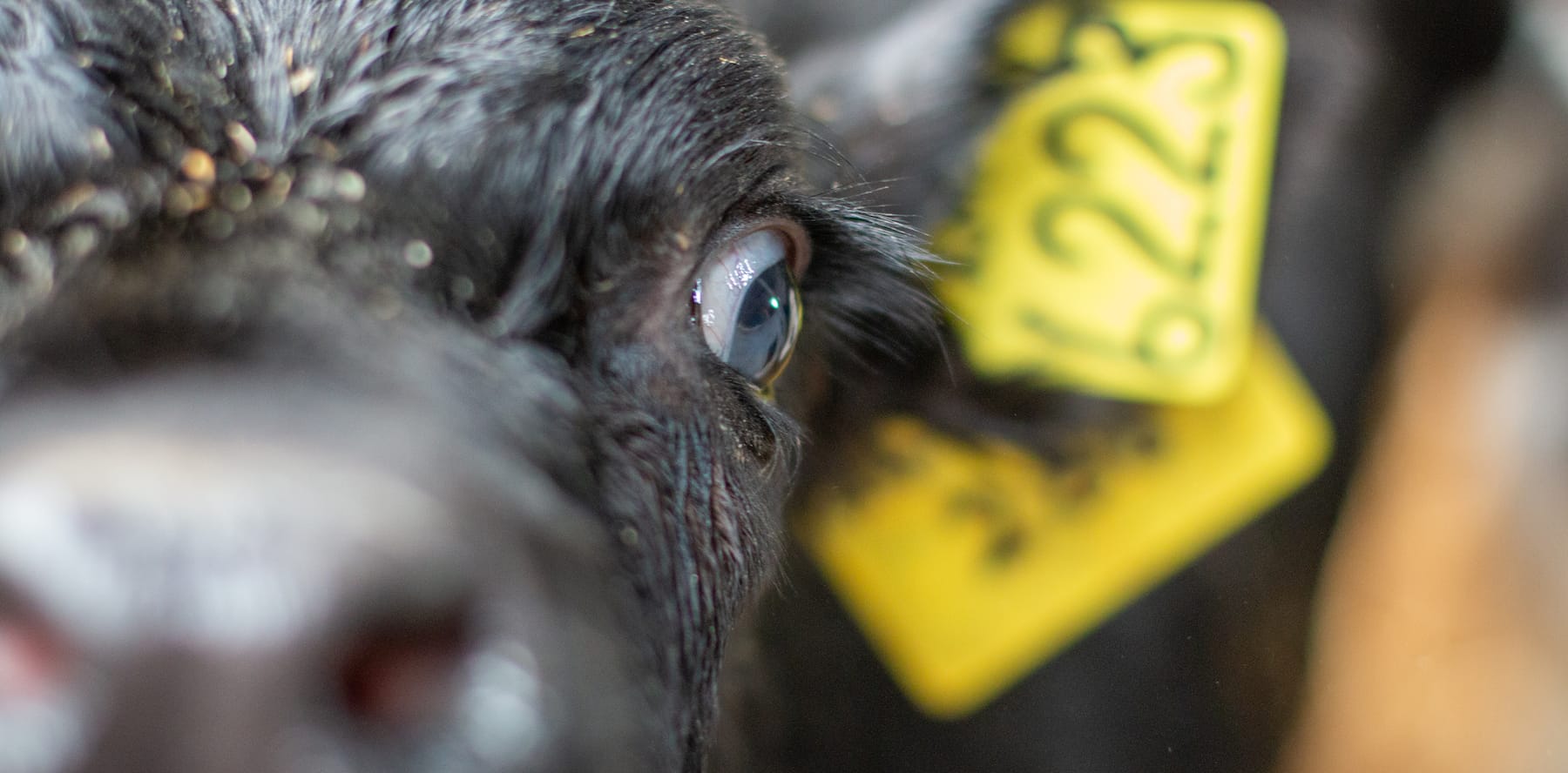 Nutrition for your calves (Part 2)