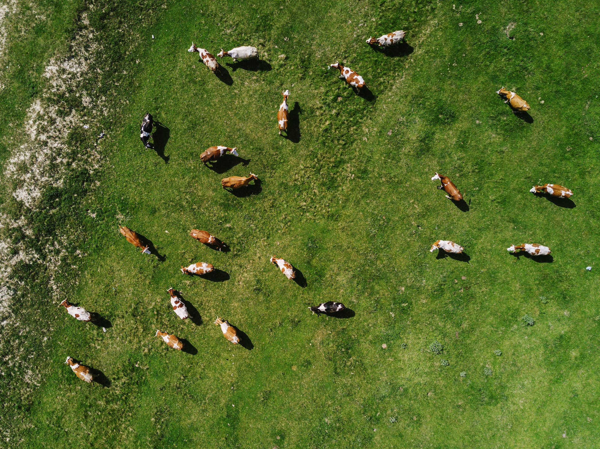 What is feed on offer and the different pasture measurement techniques?