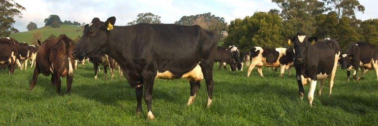 Pasture Selection for Dairy Cows