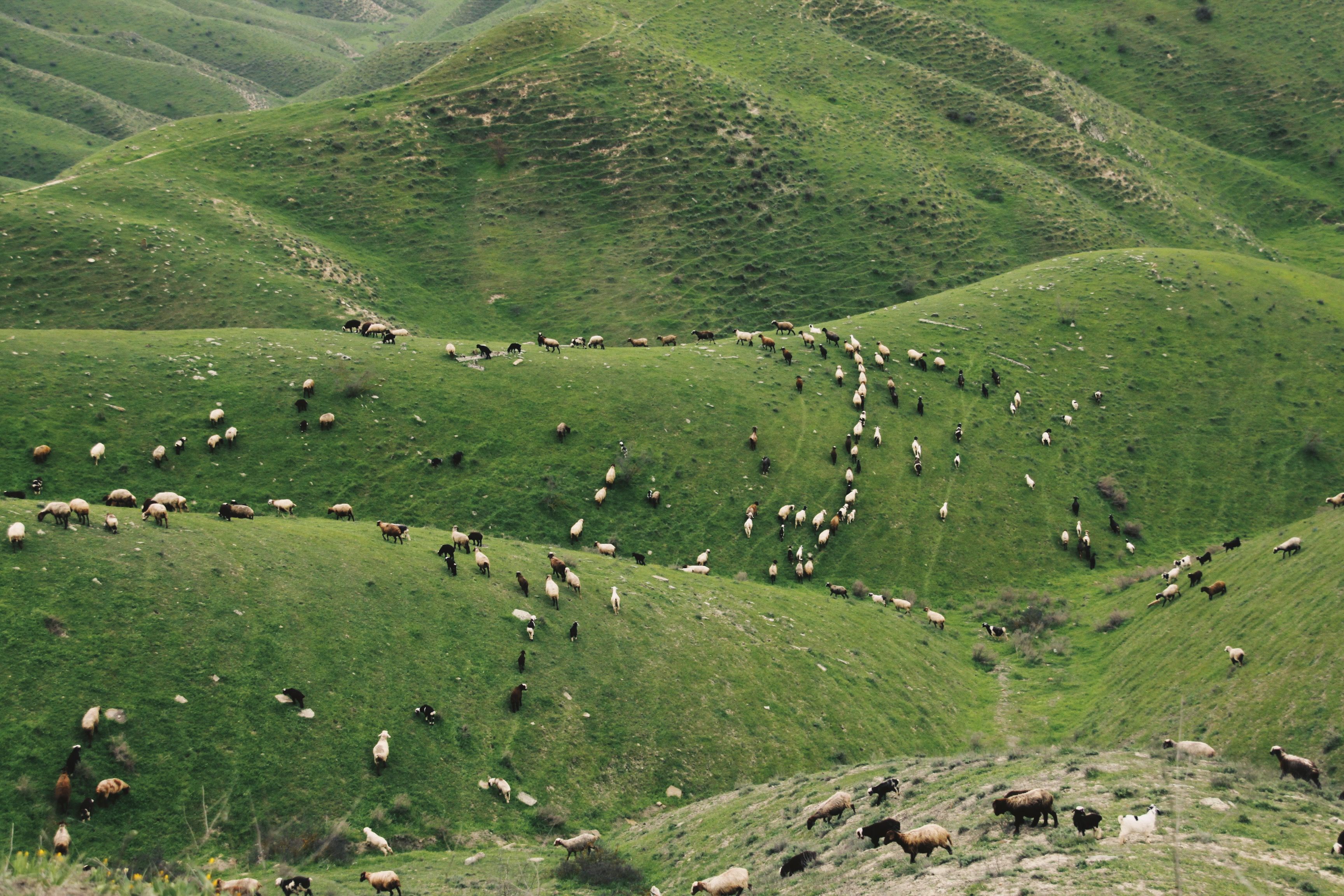 Empowering Dairy & Beef Farmers with Data-Driven Pasture Management