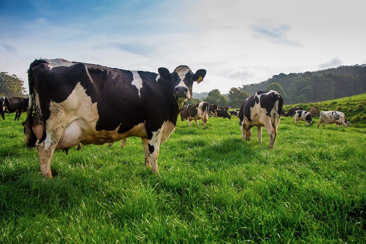 Seven Key Principles of Dairy Herd Management