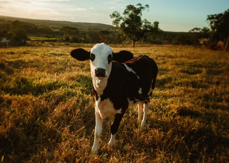 Effective calf weaning strategies (Part 3)