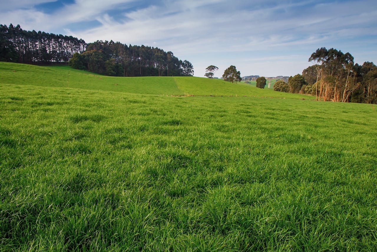 Annual Ryegrass