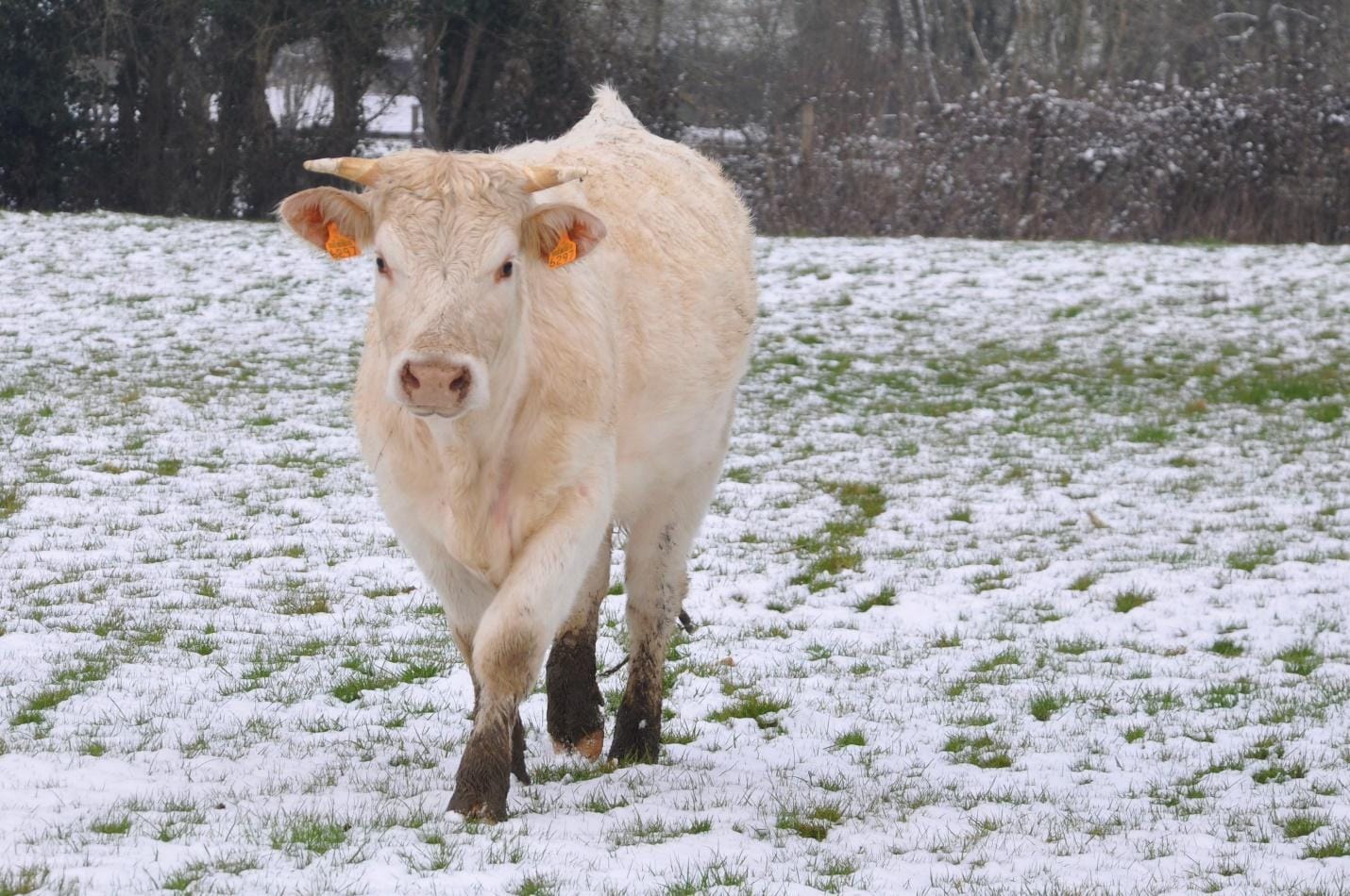 Compensatory Gain in Cattle