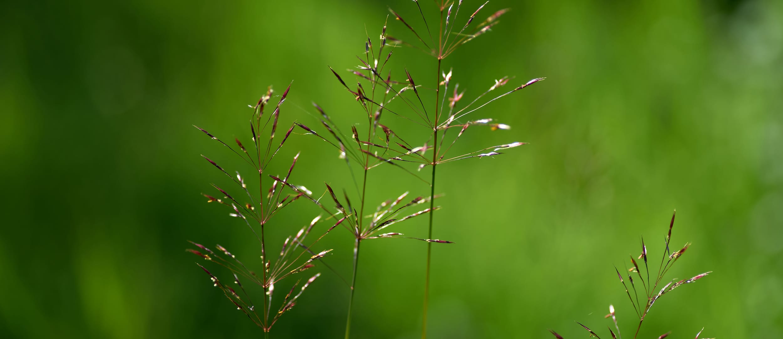 Entering grazing records and planning your grazing activities in advance