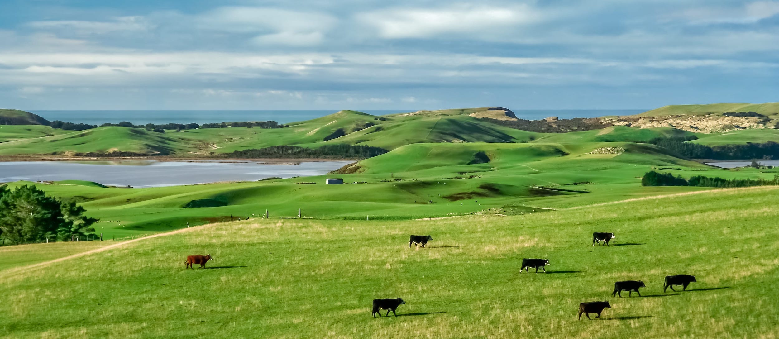 How to use Pasture.io to get maximum yields and nutritional value out of your pastures