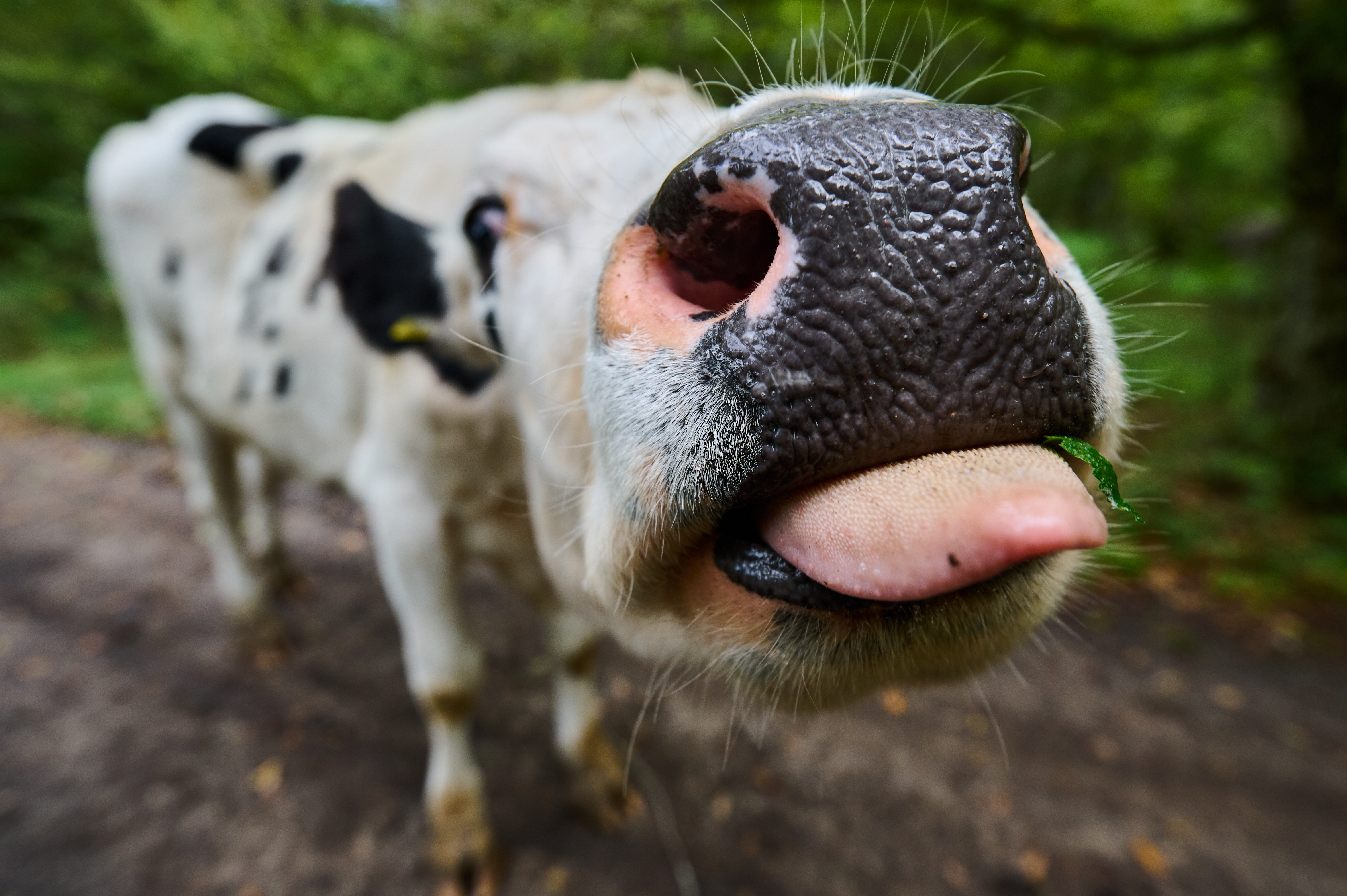$1 Per Burp: Is Pricing Agricultural Emissions Is Worth It?