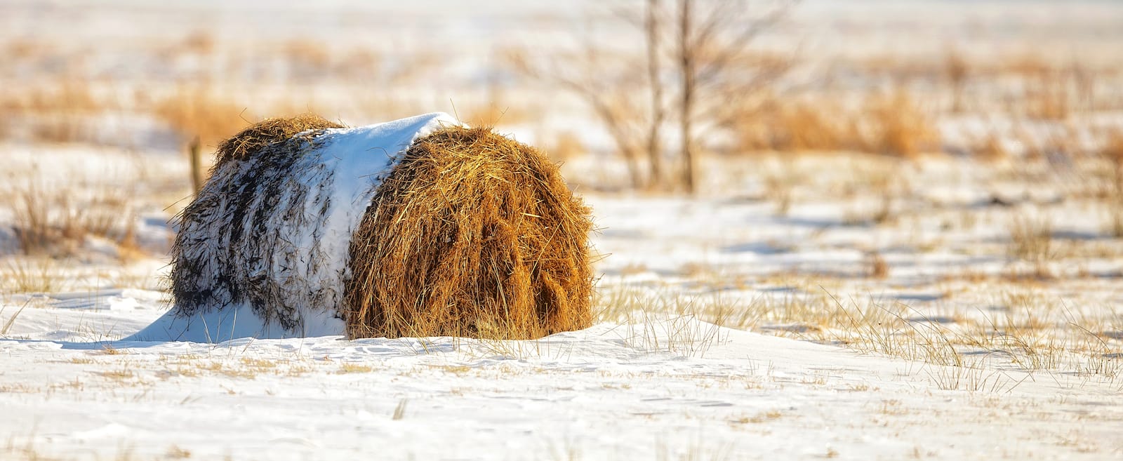 Winter Grazing Strategies That Work When it Snows