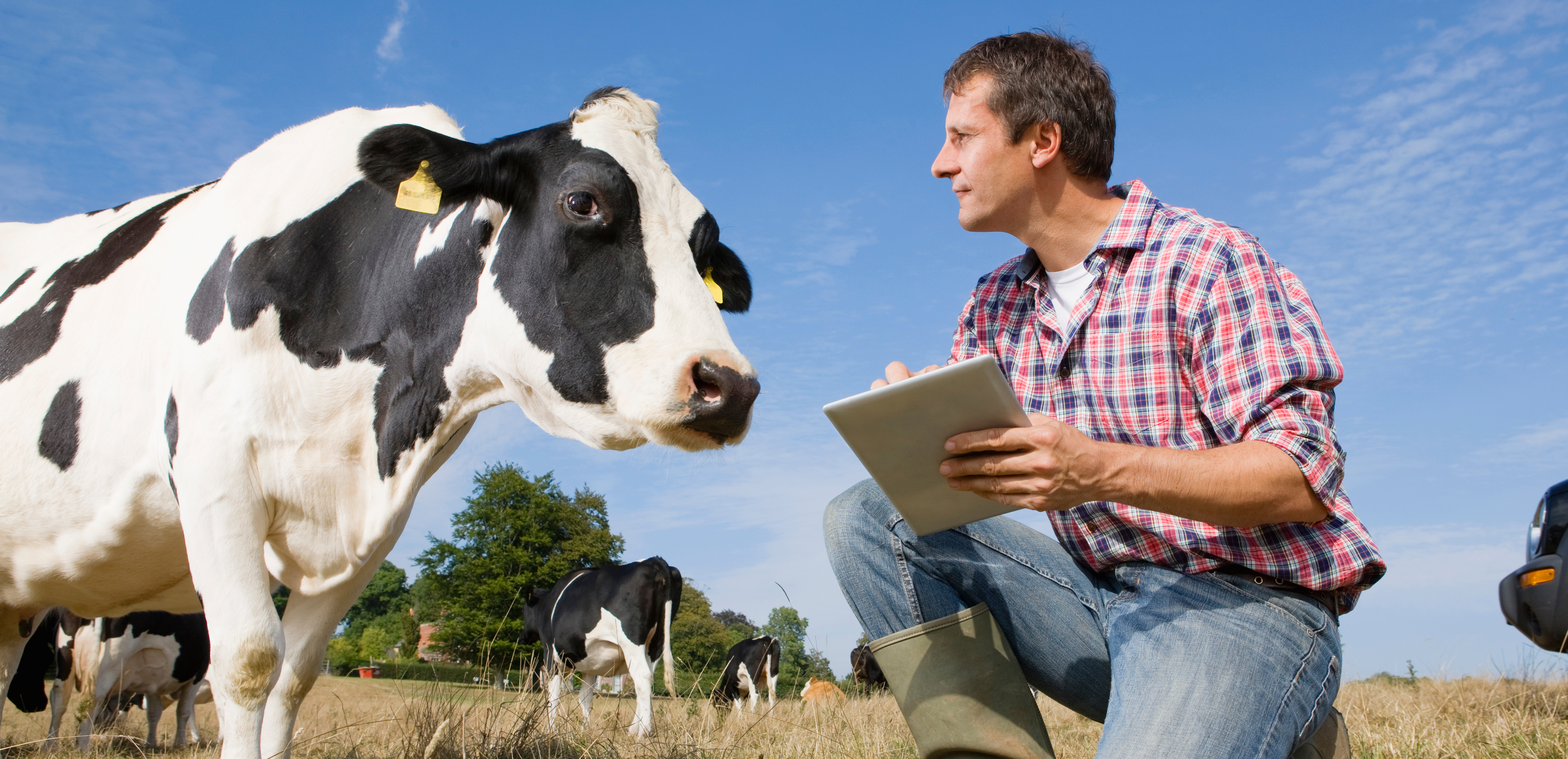 Pasture-based dairy welfare: what the latest research says we’re doing well, and what’s still hard
