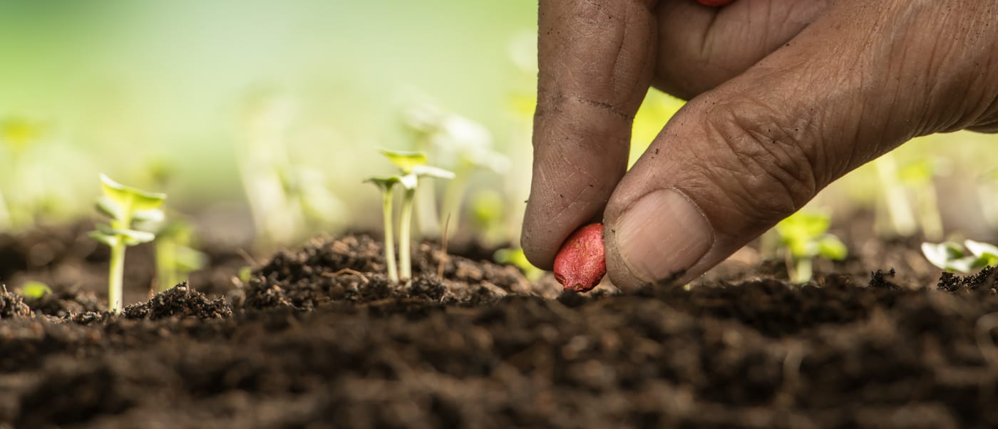 Blind seed disease and what you can do to prevent it