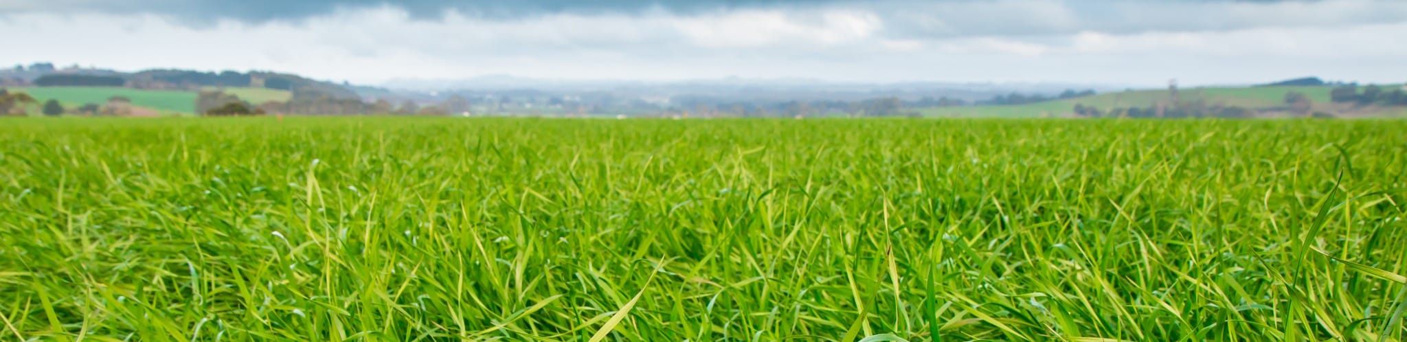 How to Make Your Perennial Ryegrass Pasture More Productive