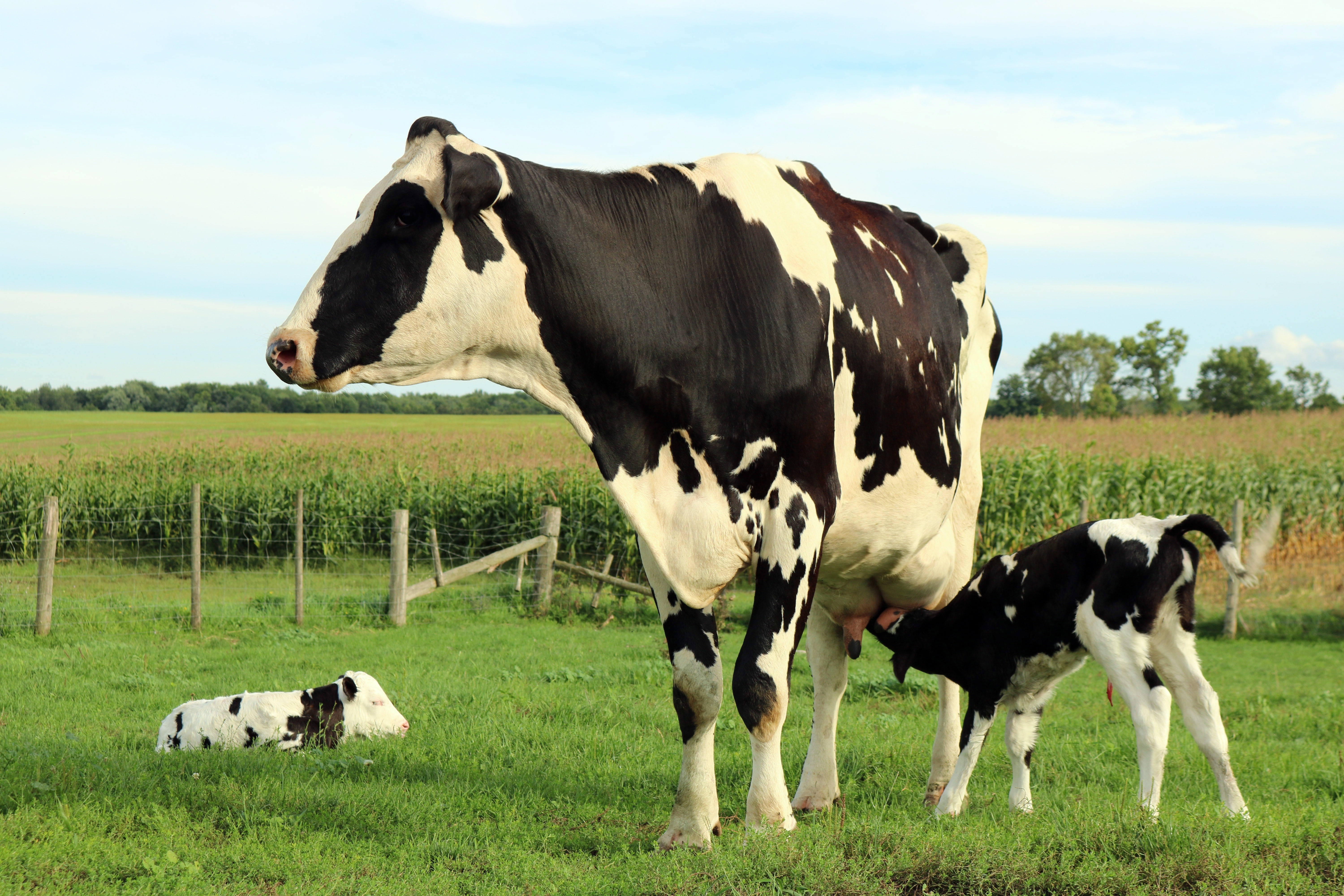 How To Raise Healthy Calves: From Pre-Calving to Post-Calving Stage