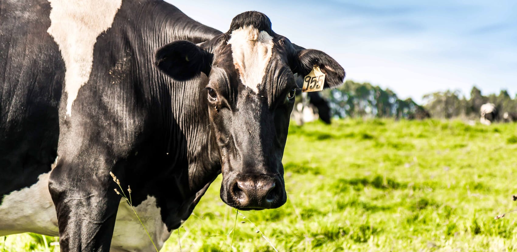 Common Cow Diseases to Watch Out For