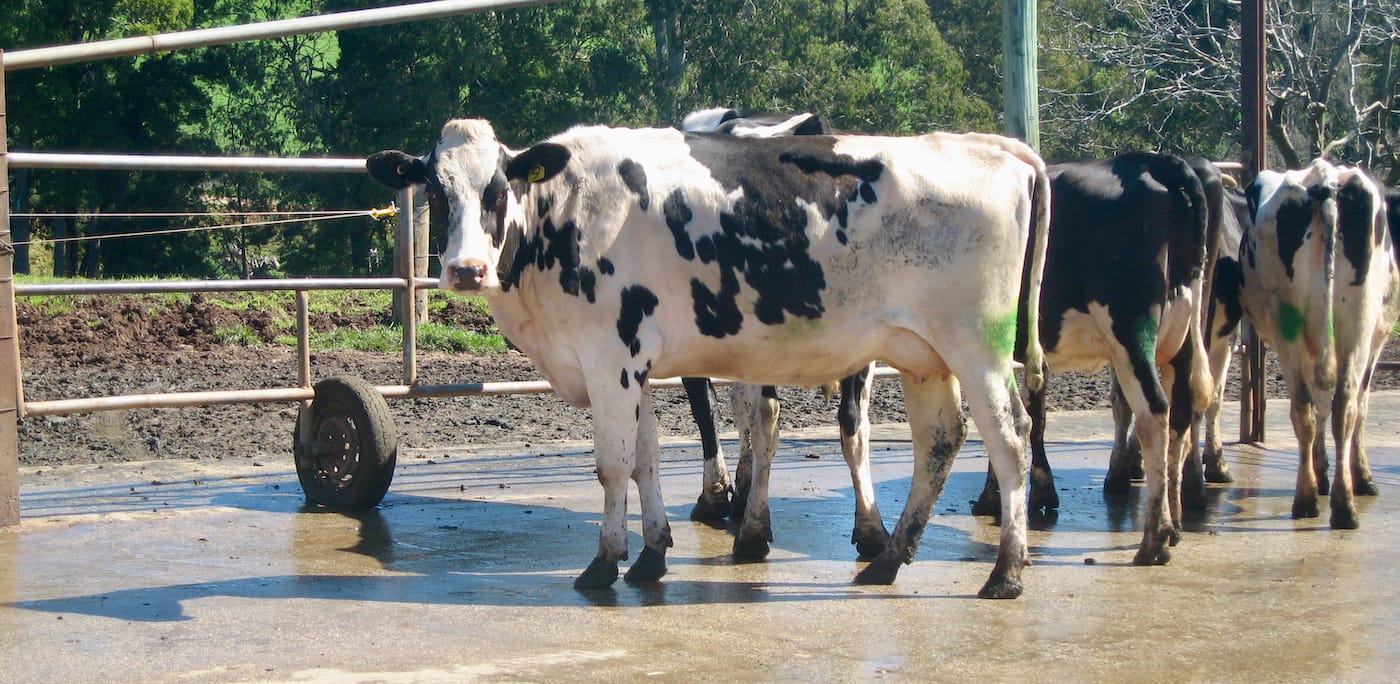 Using body condition scoring (BCS) to assess the health of dairy cows