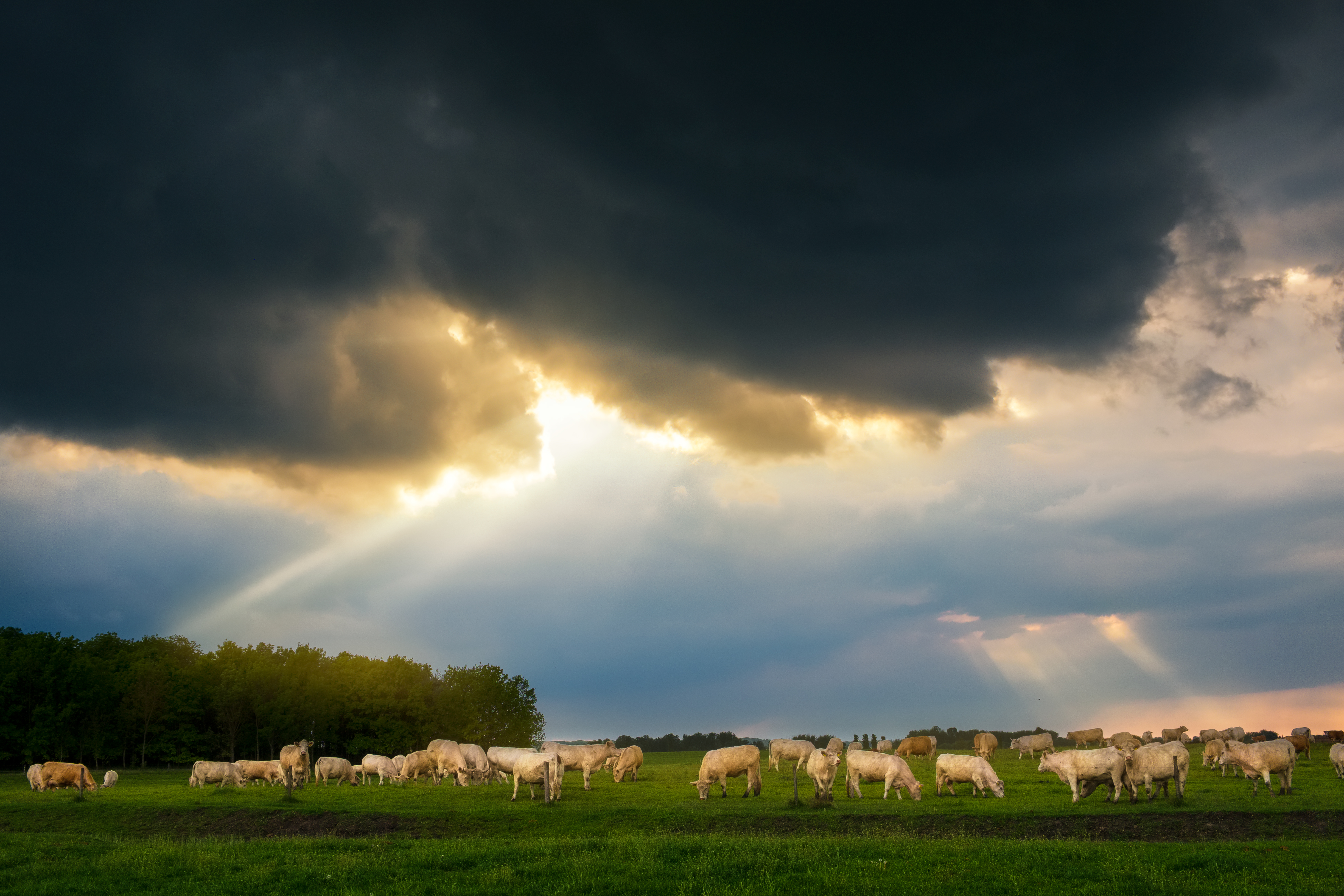 Tackling Climate Change on the Farm: Cutting Emissions with Smarter Grazing