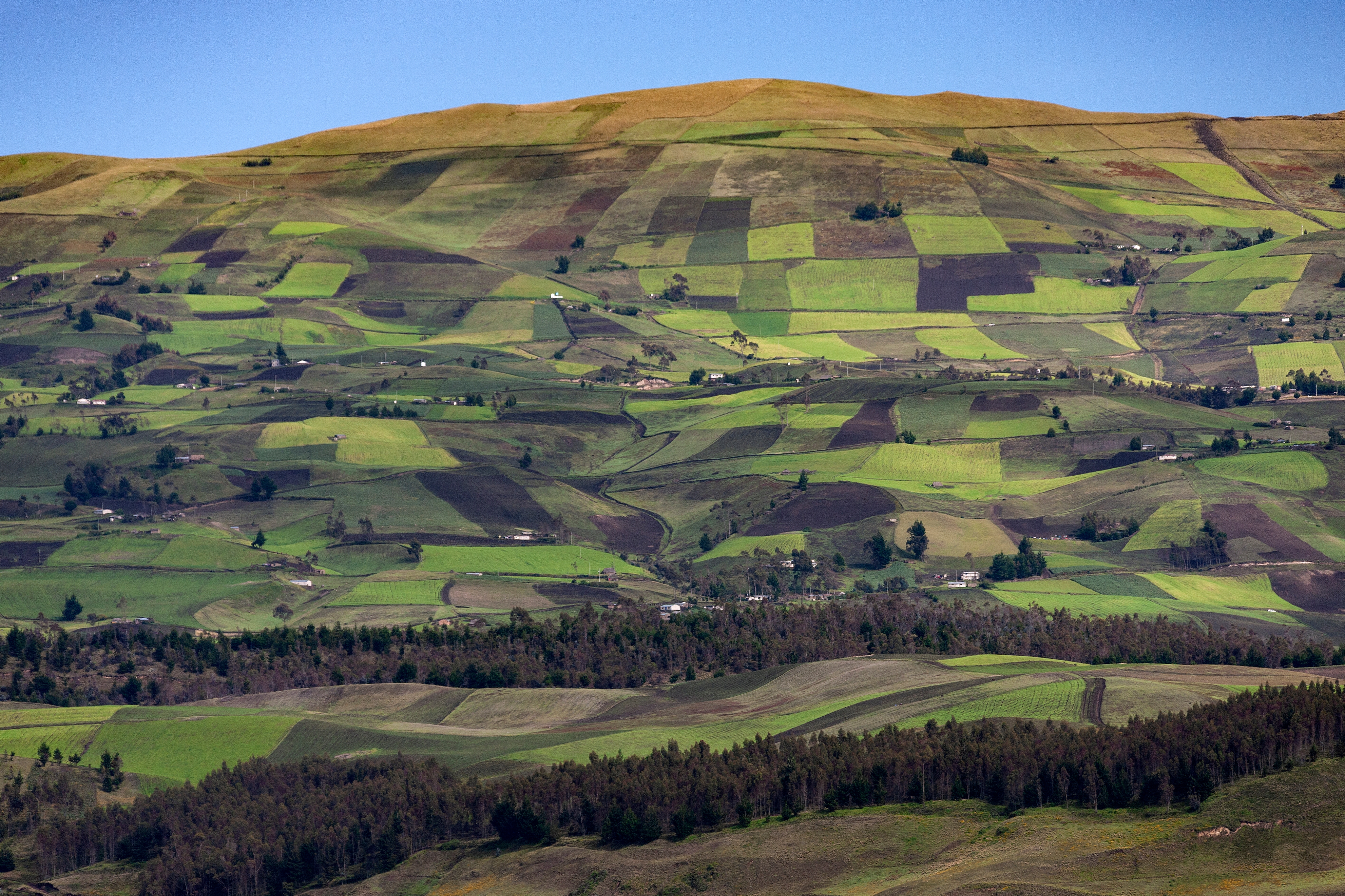 From Simple Rotation to Strip Grazing: Top Grazing Strategies for Pasture Success