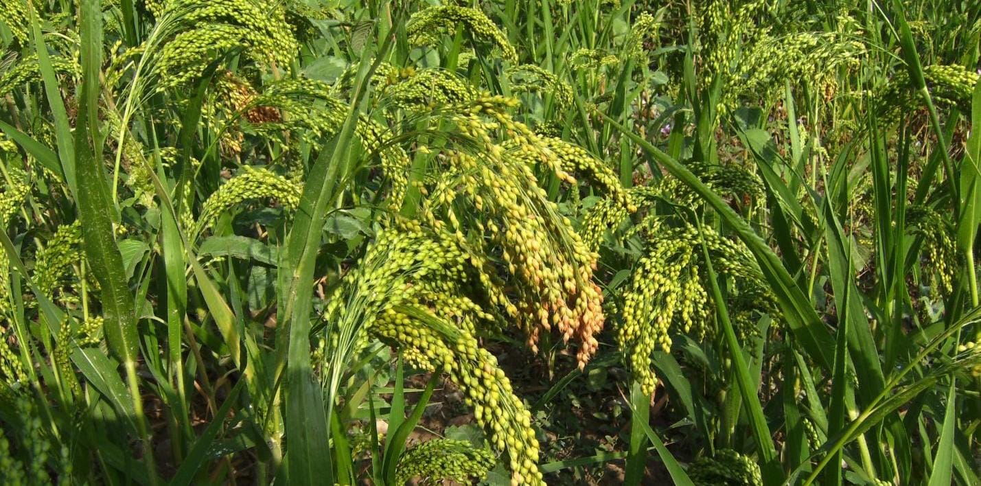 Sorghum-sudangrass: the sunny summer cocktail that every farmer