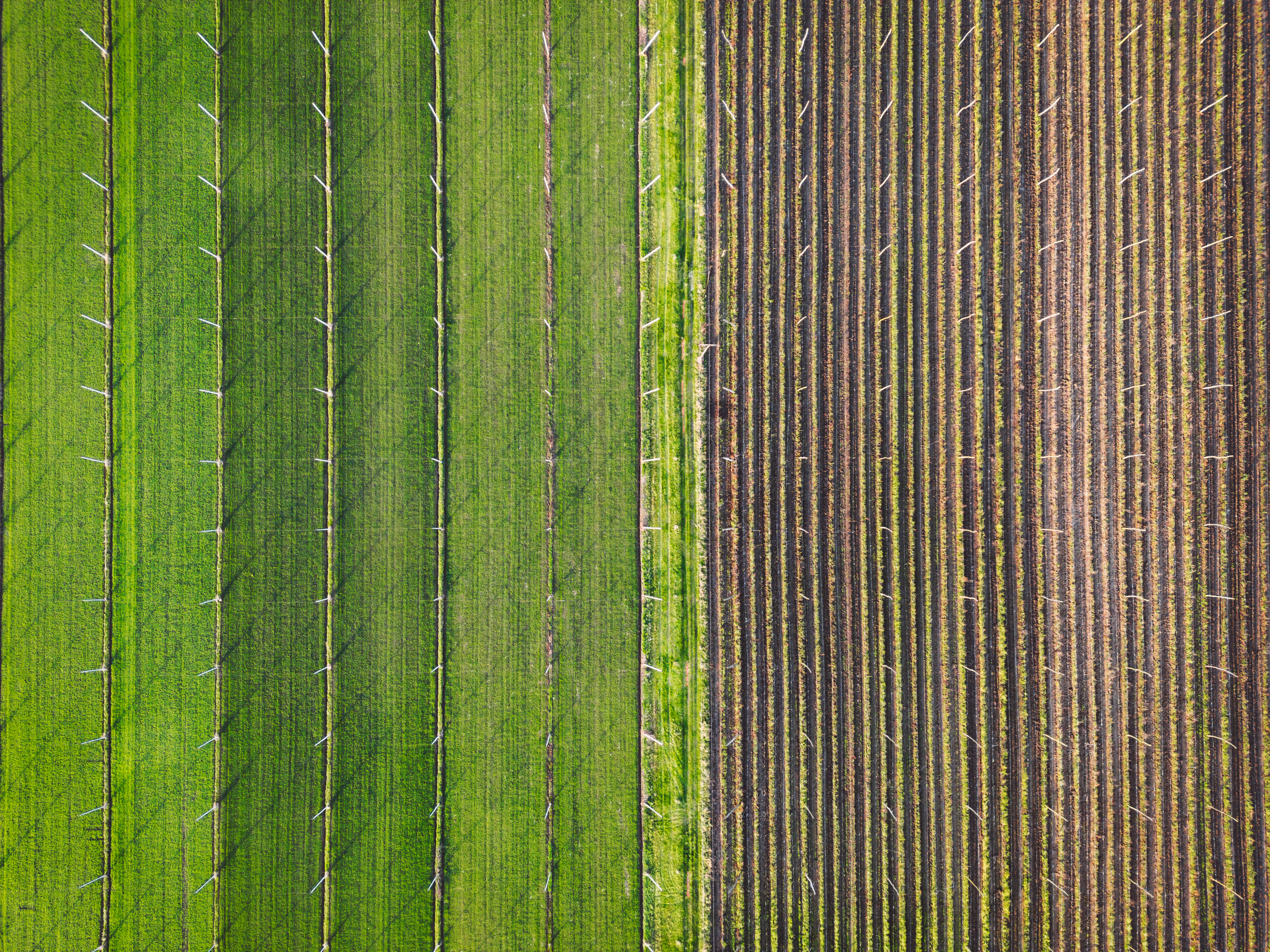 Cover Crops: A Sustainable Way To Ensure Soil Health