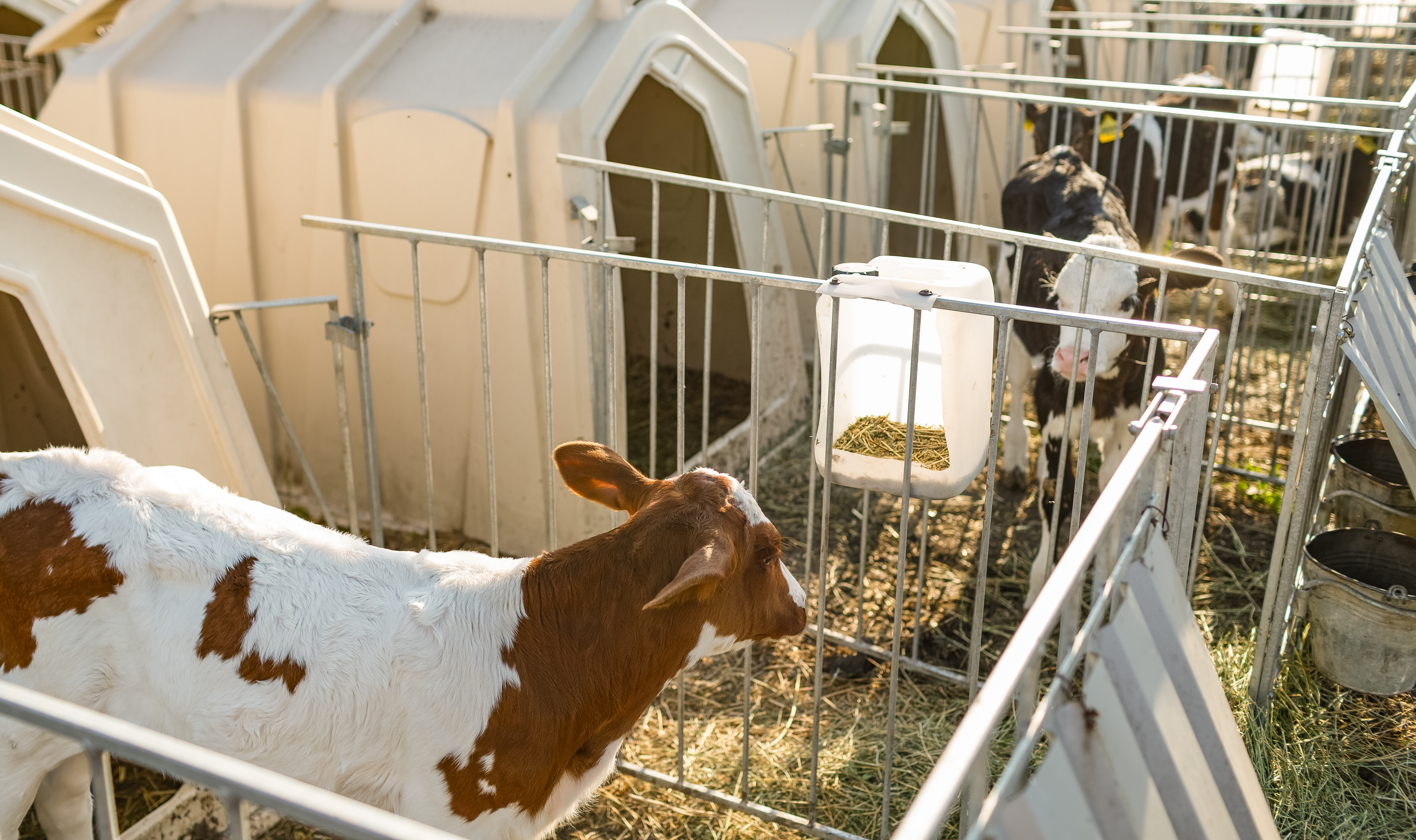 Parasite Control in Pastures: Rotational Grazing Strategies to Break the Worm Cycle