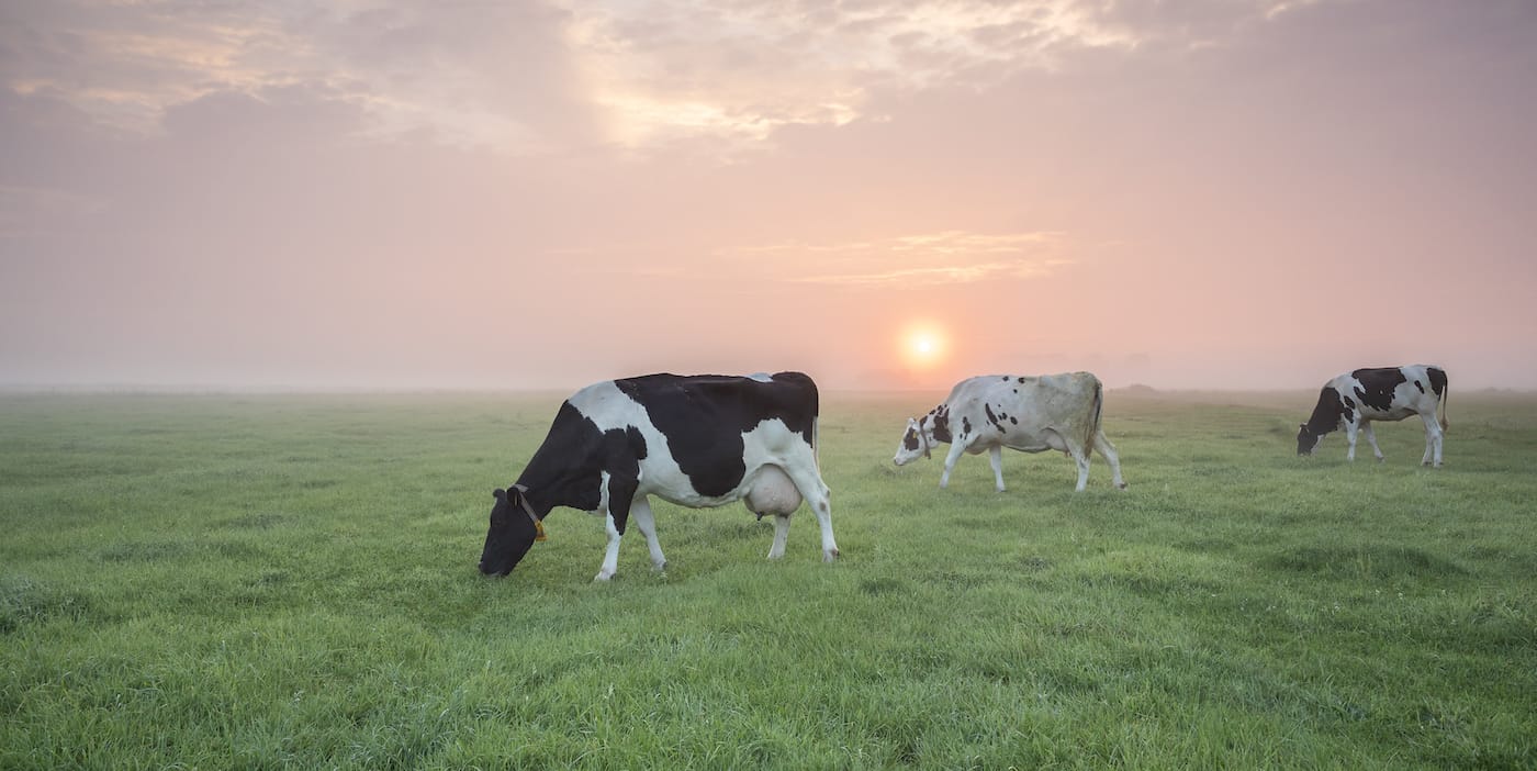 Stay On Top Of Your Summer Grazing Game!