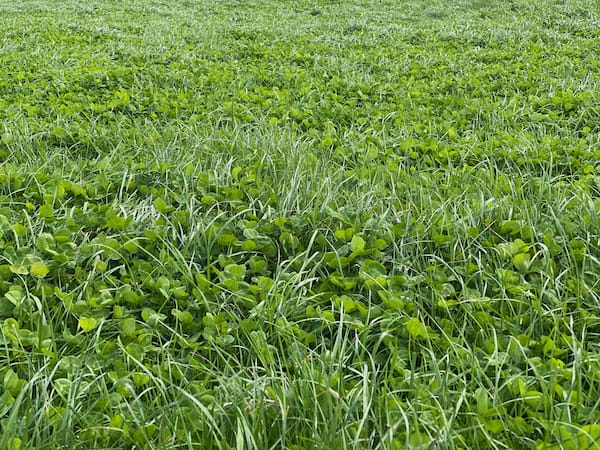 Why You Should Start Rotational Grazing