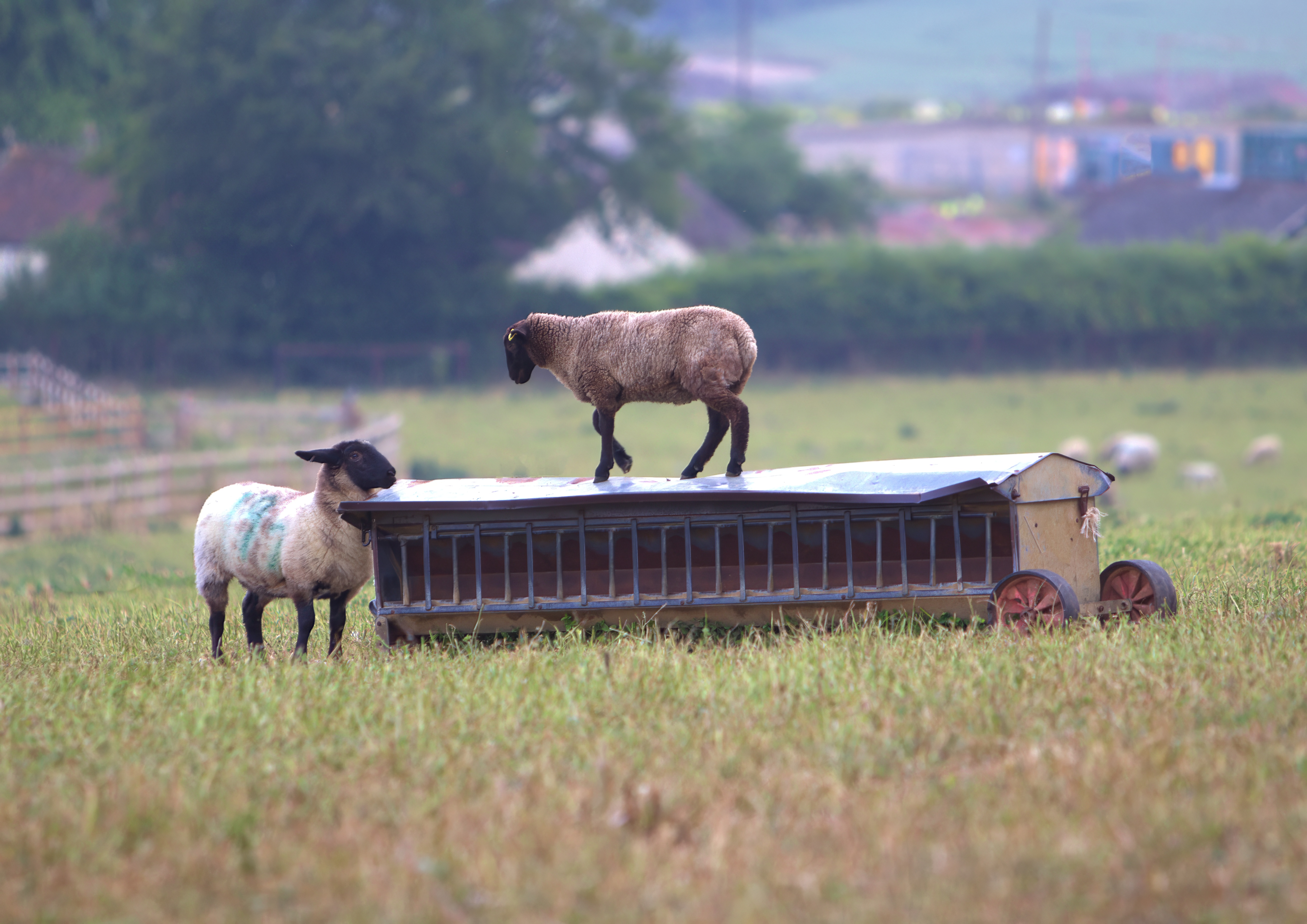 How Sheep Farmers Can Build Successful Farming Operations Using AI and Agtech