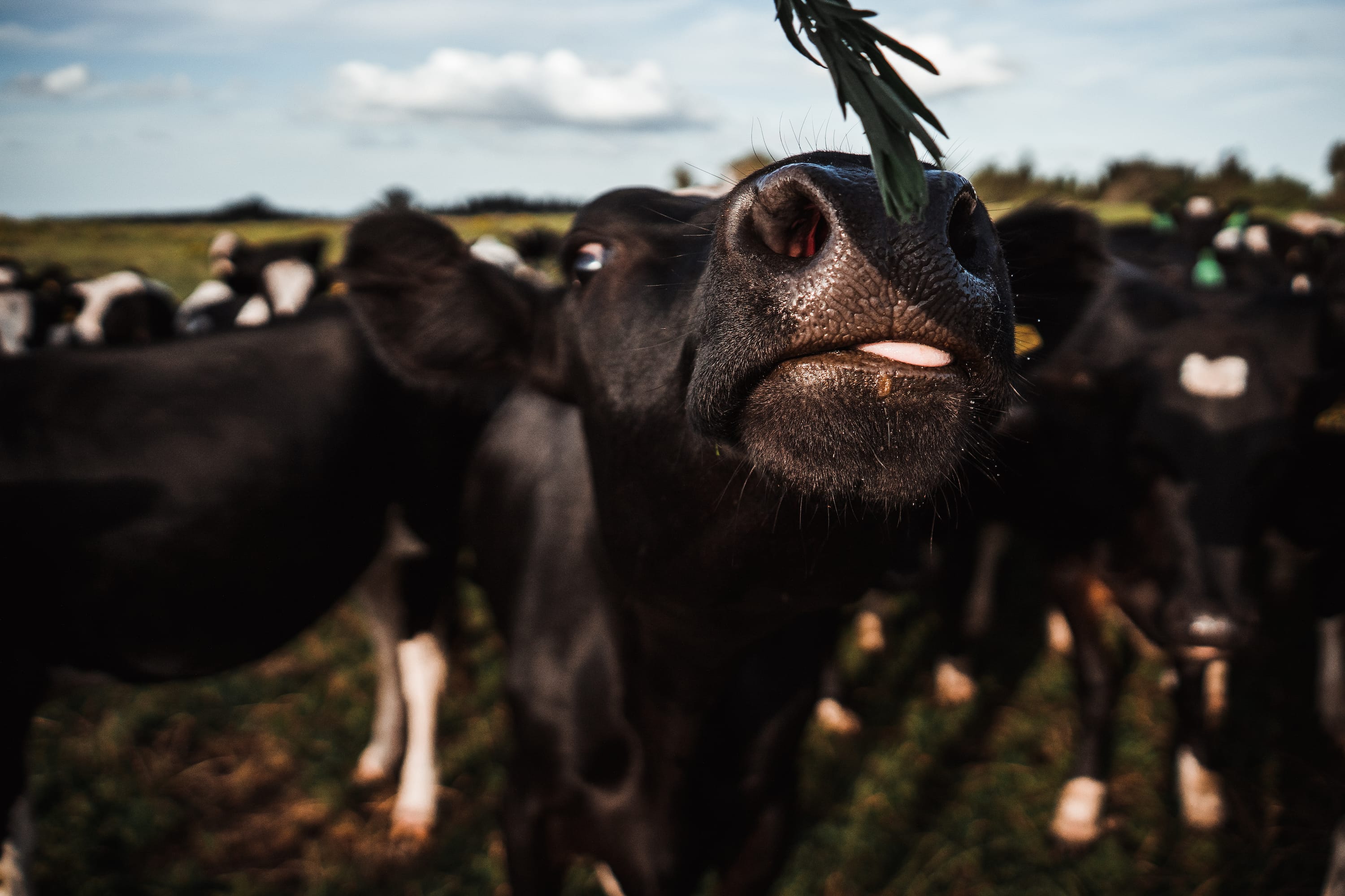 The Challenges of Meeting Global Demand – How the New Zealand Dairy Industry Must Adapt.