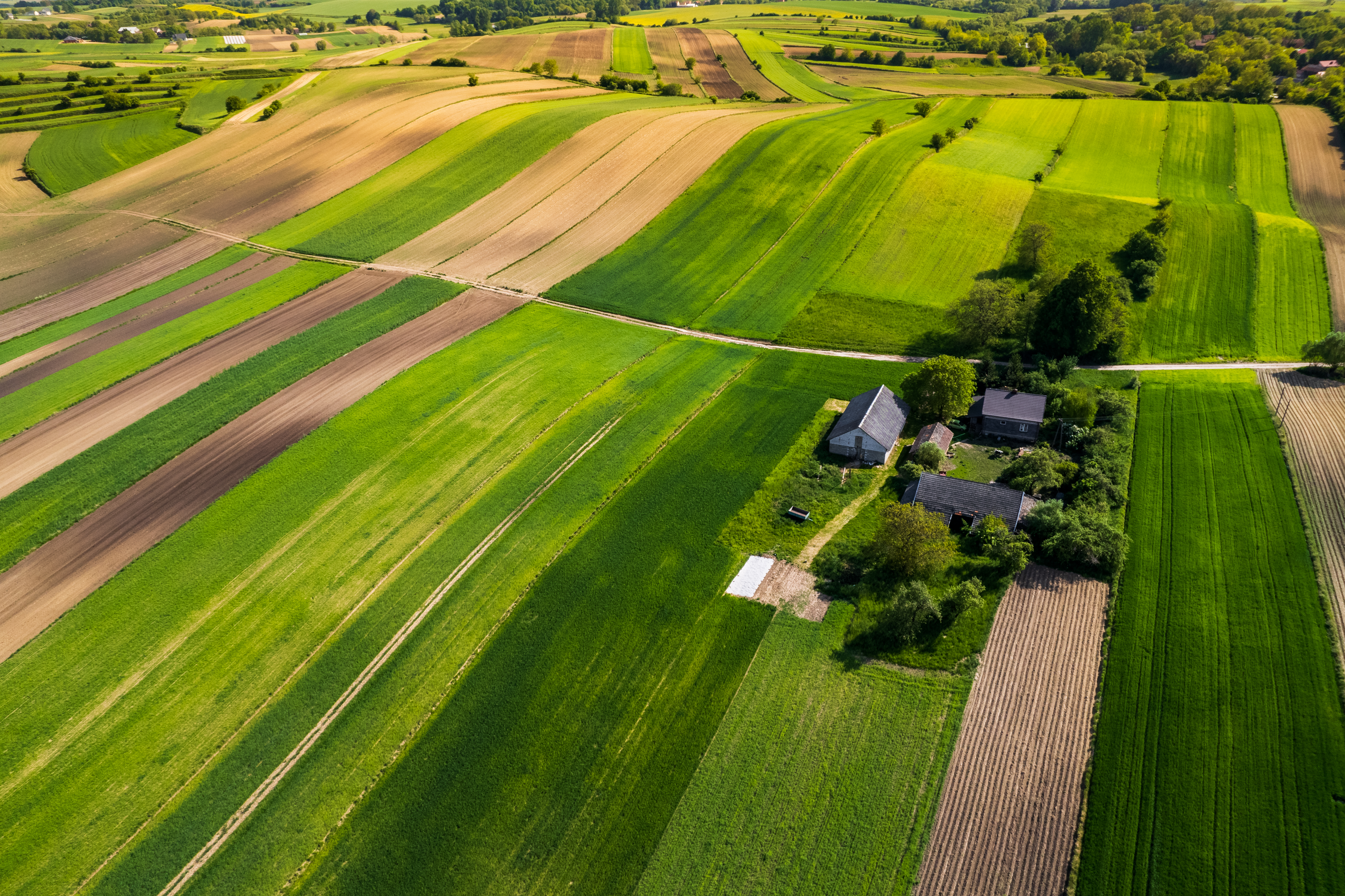 Ryegrass Demystified: Your Ultimate Handbook to Different Pasture Seed Options
