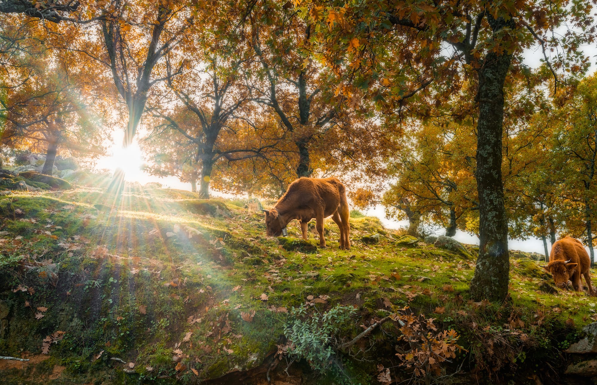 Winning Autumn Grazing Strategies