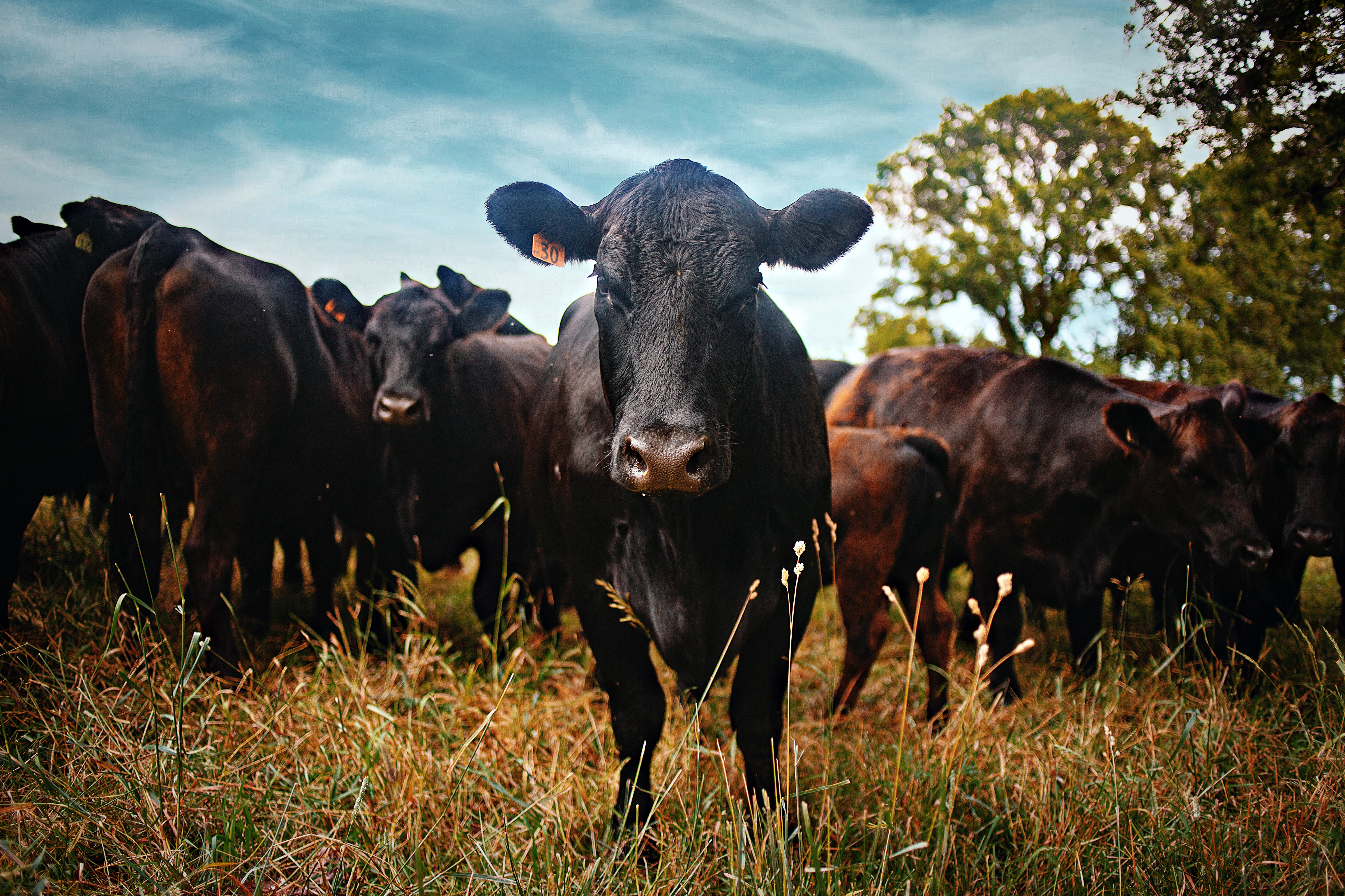 An Overview of the Beef Industry in the US: 2024