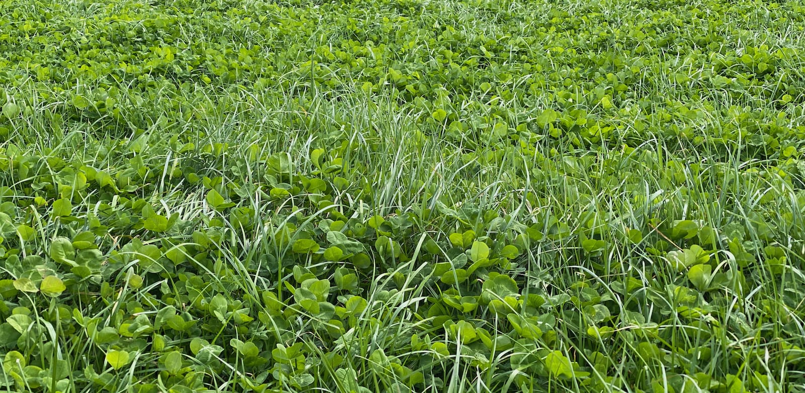 How to Choose Ryegrass for Autumn Renovation